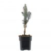 Picea pungens 'Iseli Fastigiate' - Image 2