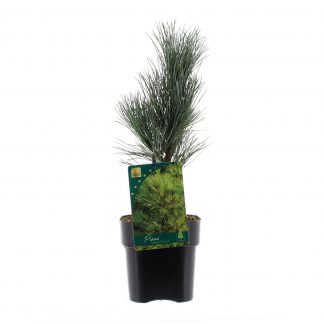 Pinus-cembra-´Glauca´-C2-met-etiket