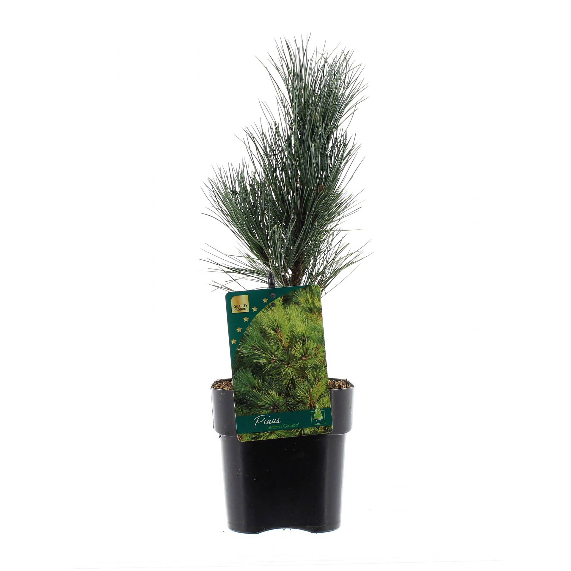 Pinus cembra 'Glauca'