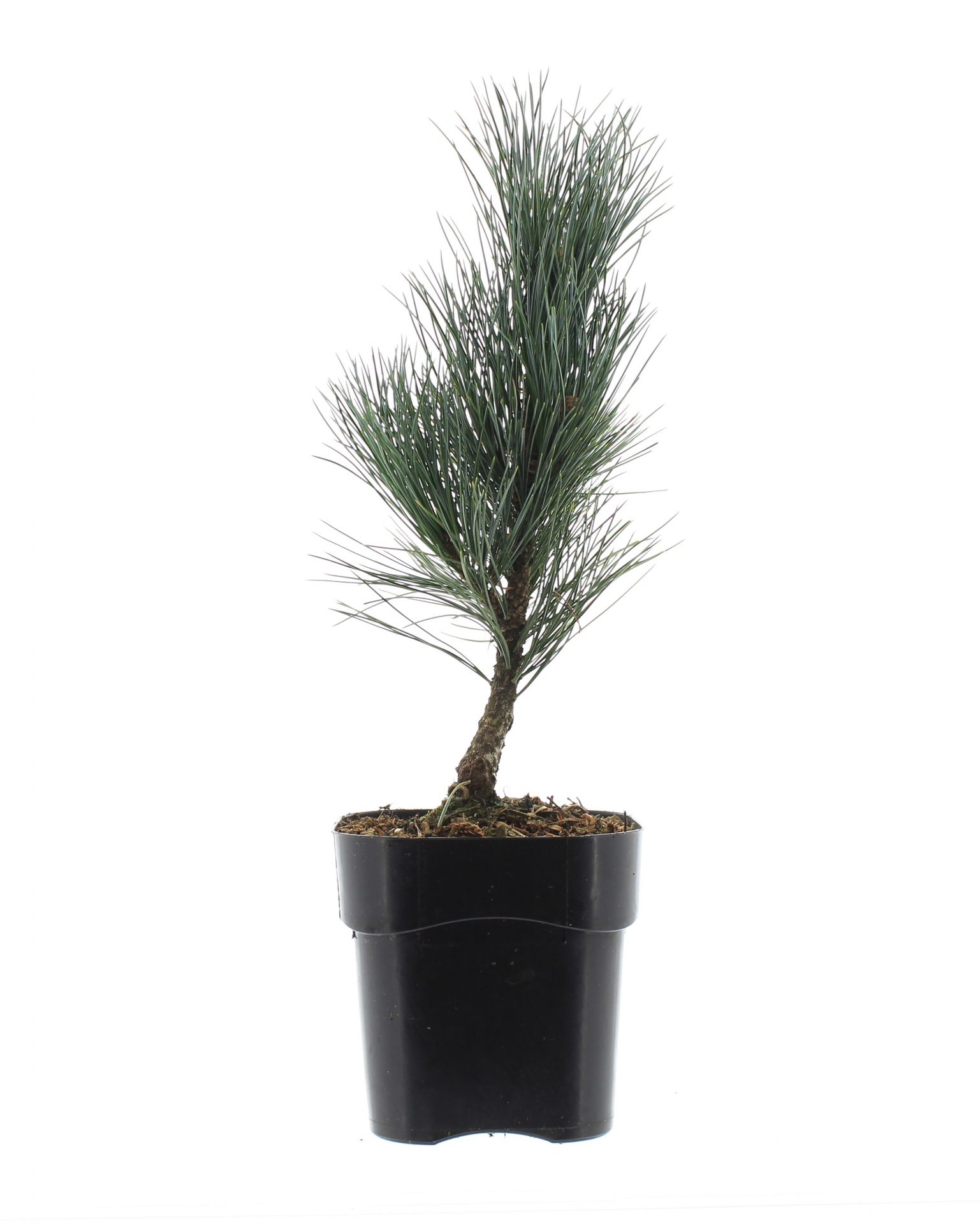 Pinus cembra 'Glauca' - Image 2