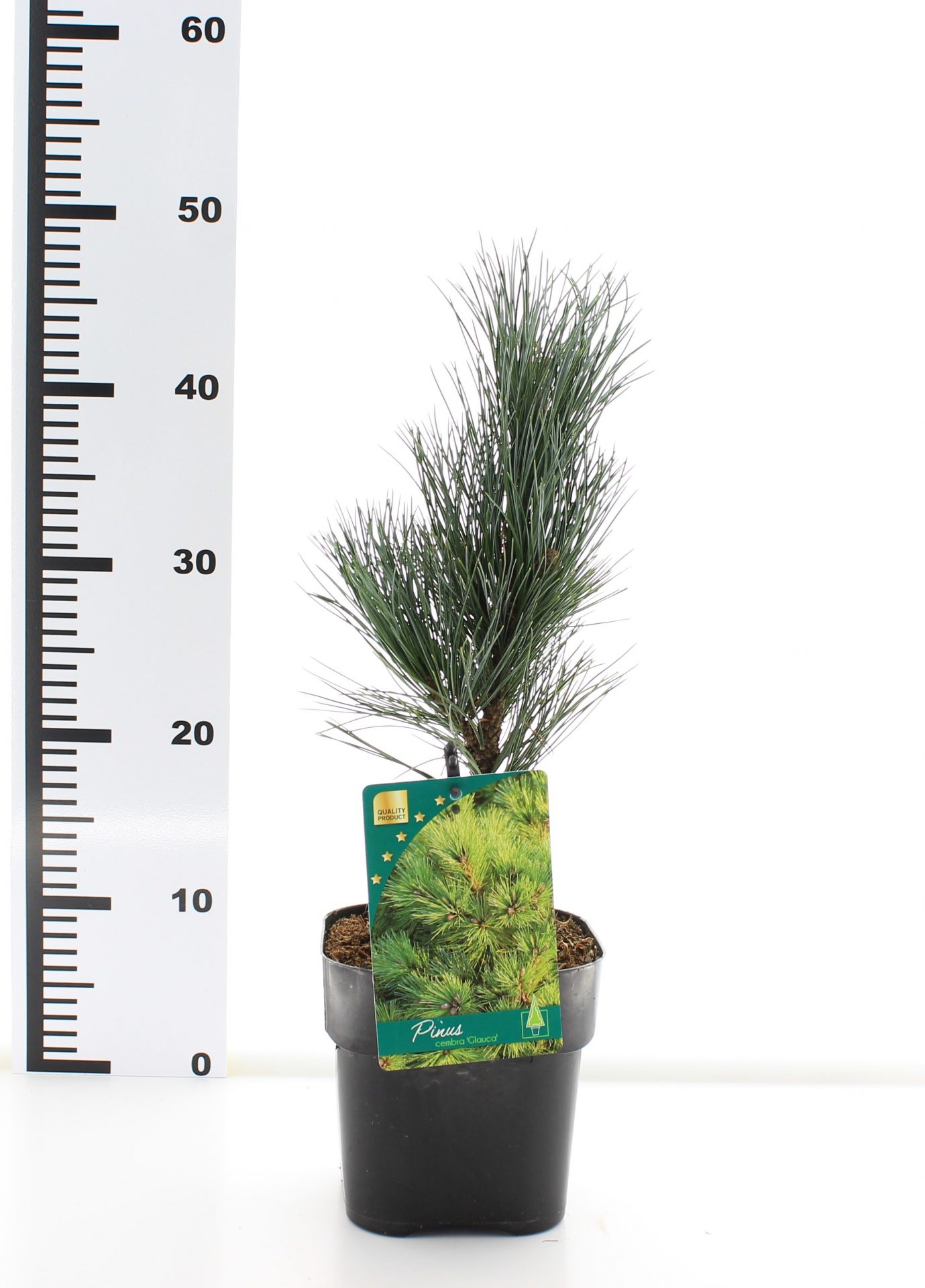 Pinus cembra 'Glauca' - Image 3