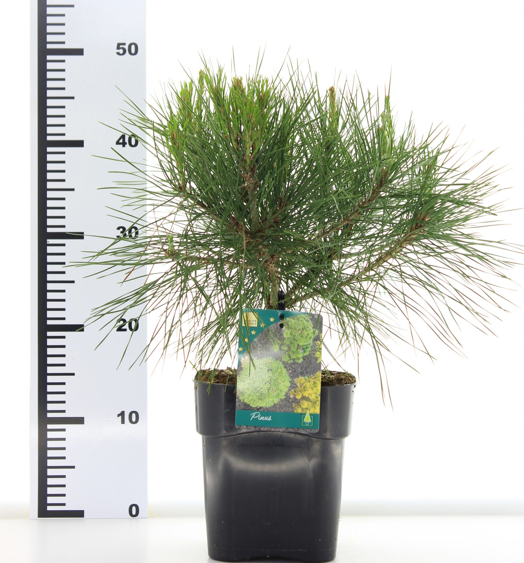 Pinus dens. 'Alice Verkade' – Bild 2