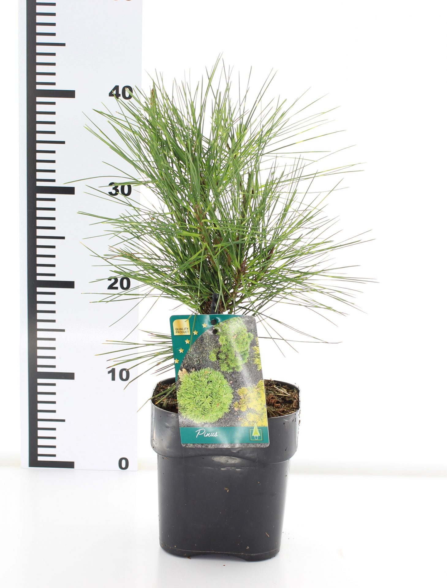 Pinus dens. 'Oculus-draconis' - Image 3