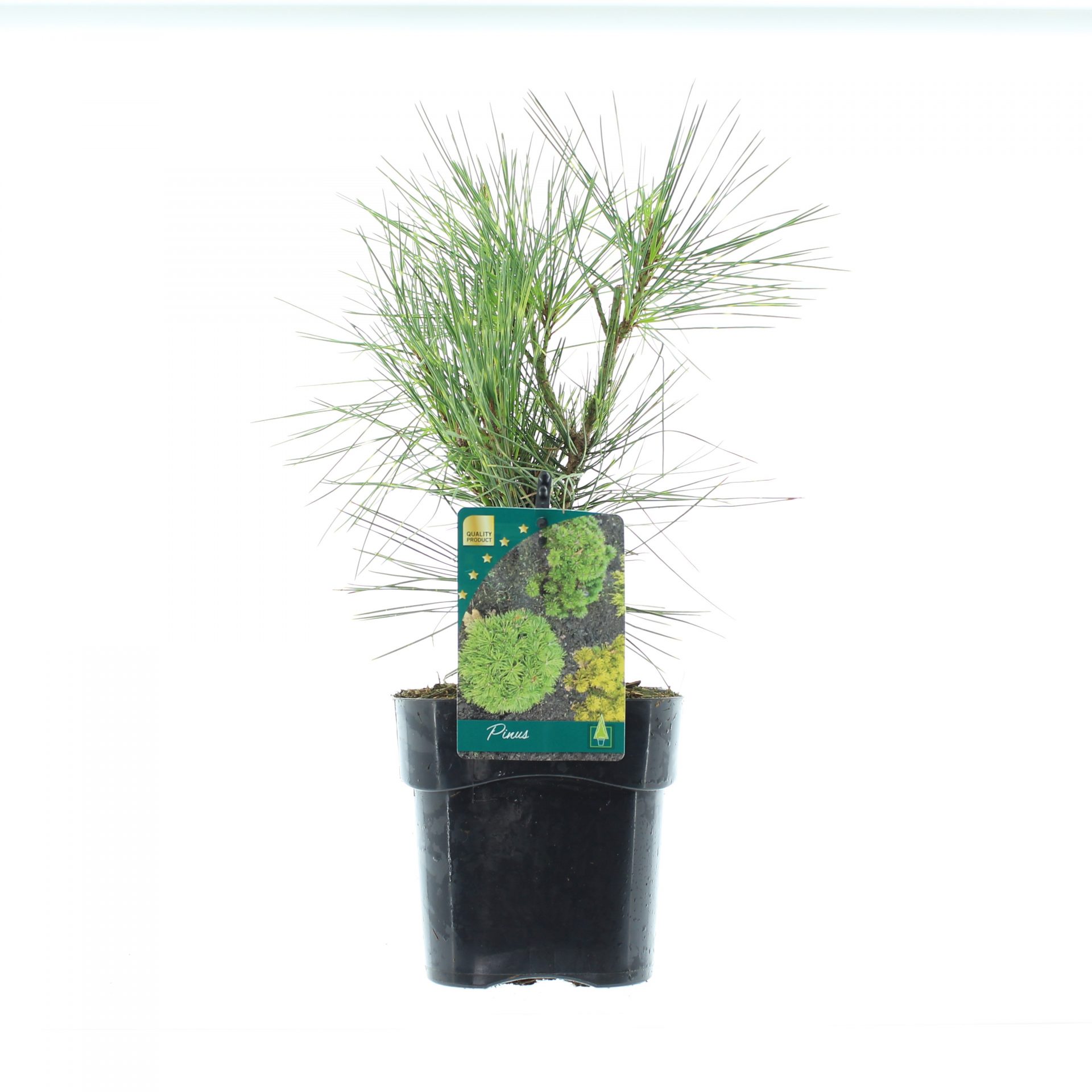 Pinus dens. 'Oculus-draconis'