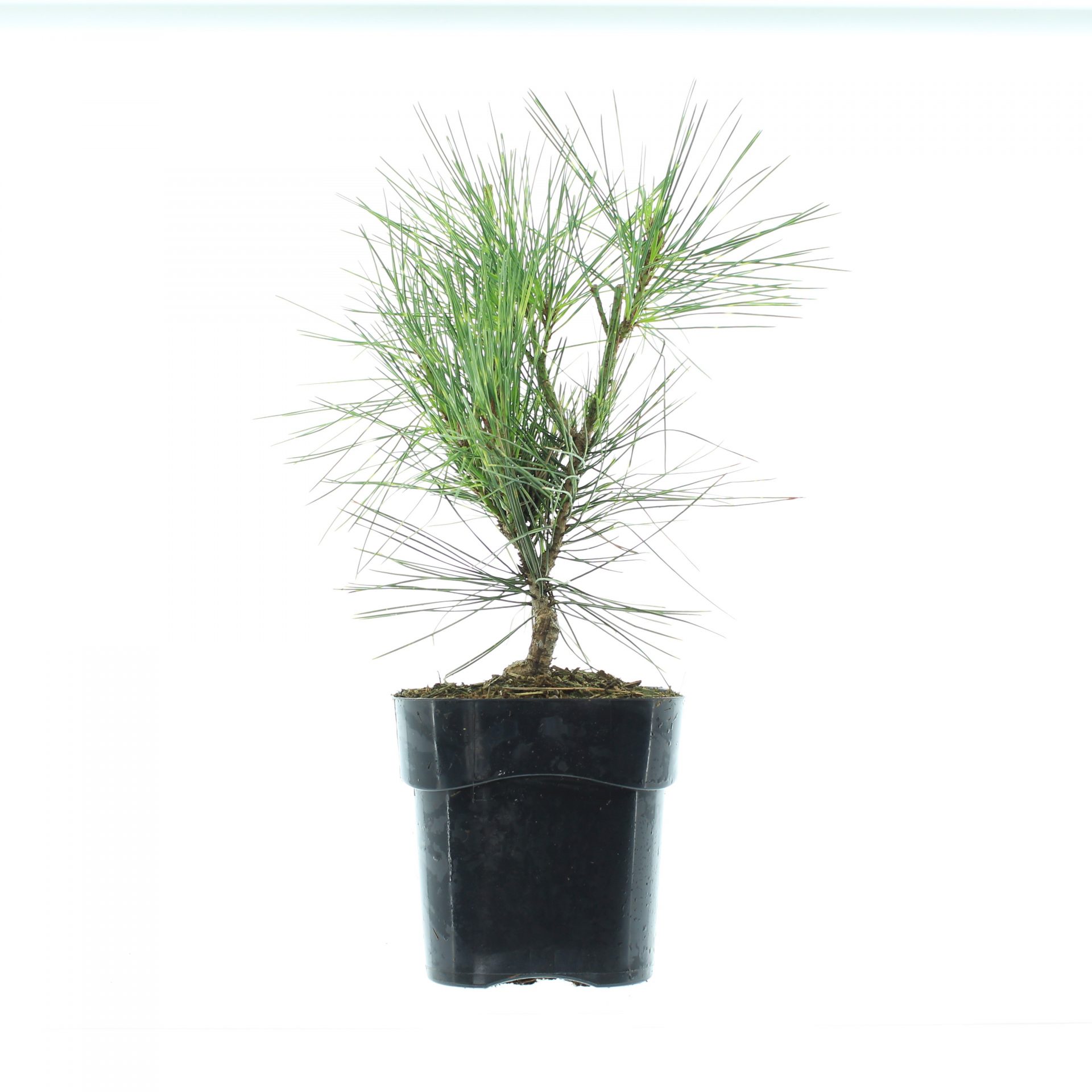 Pinus dens. 'Oculus-draconis' - Image 2