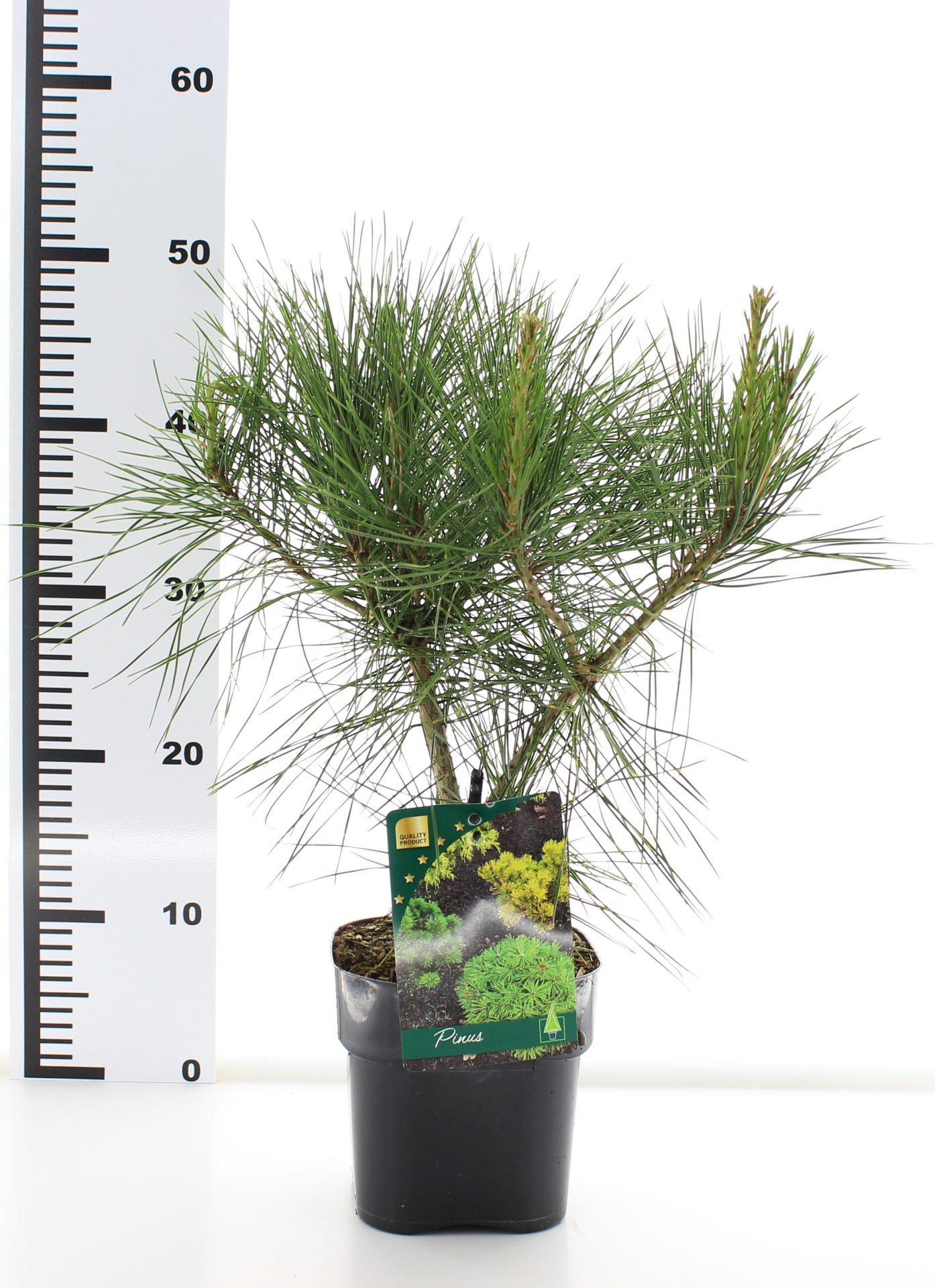 Pinus dens. 'Alice Verkade' - Image 3