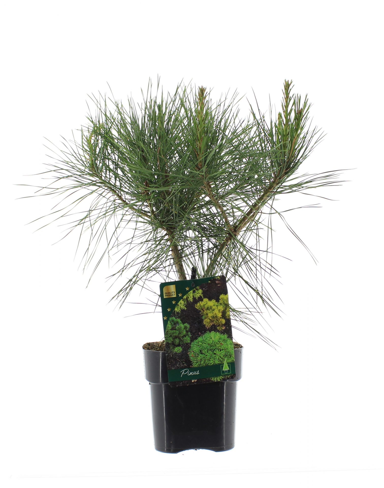 Pinus dens. 'Alice Verkade'