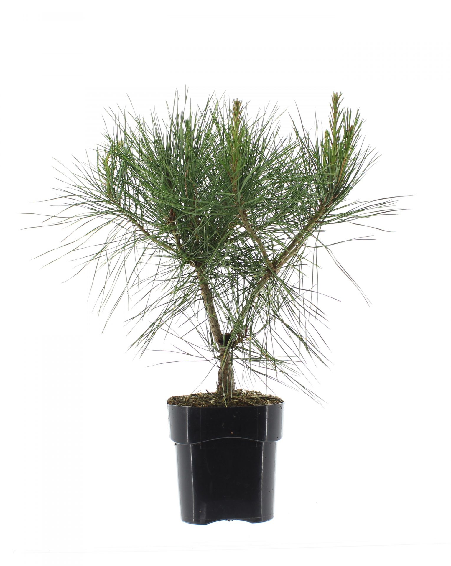 Pinus dens. 'Alice Verkade' - Image 2