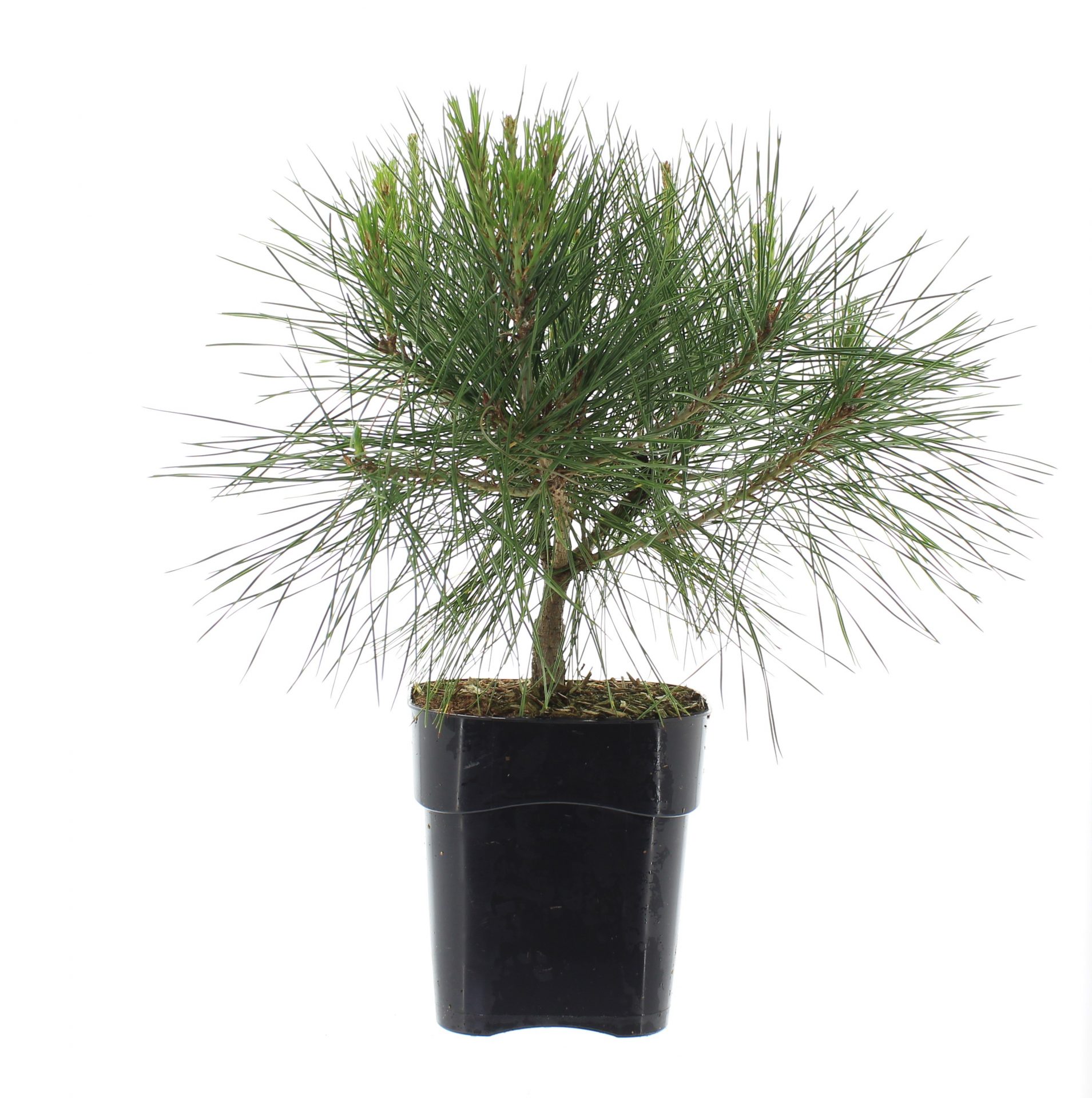 Pinus dens. 'Alice Verkade'