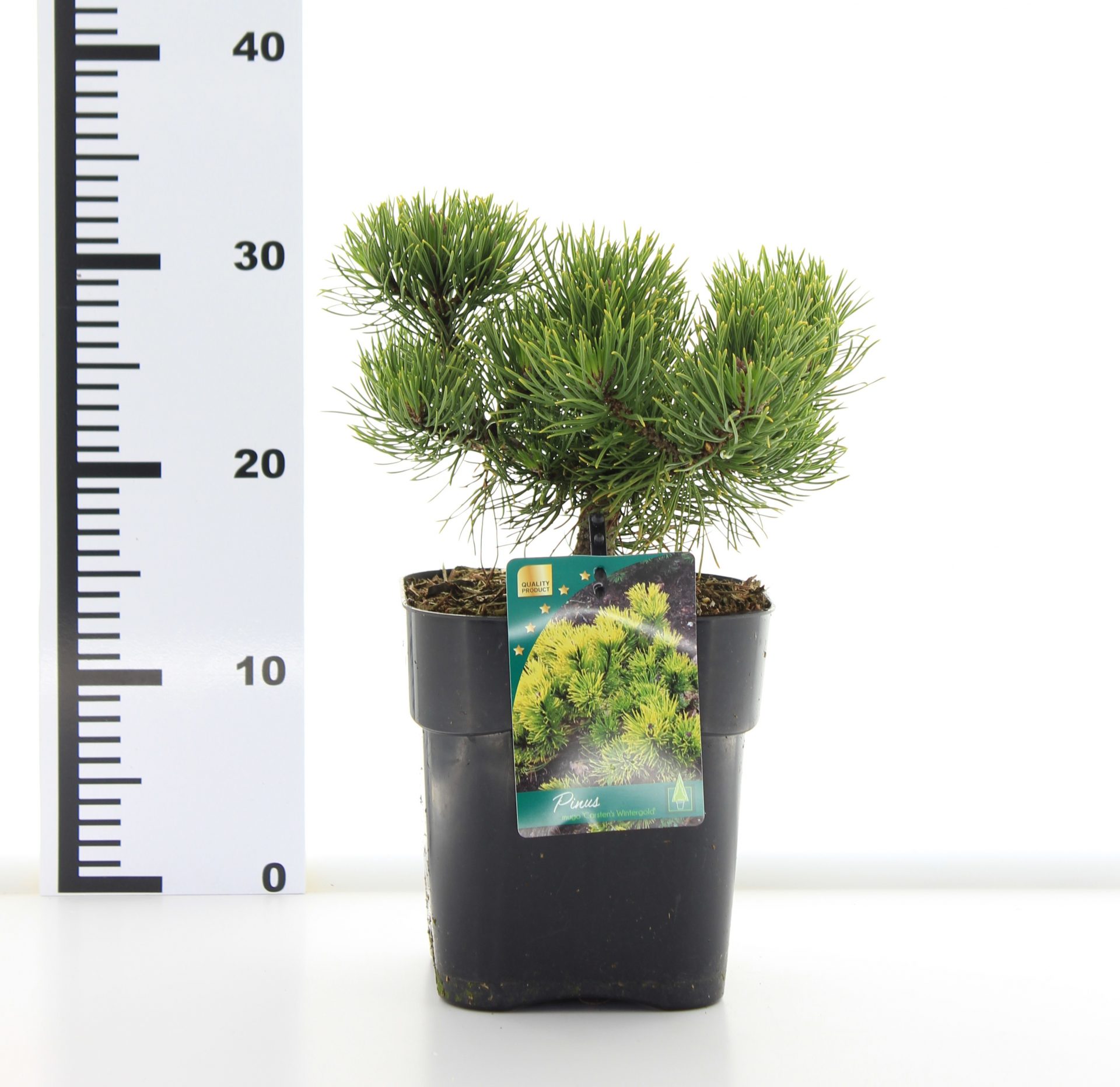 Pinus mugo 'Carsten's Wintergold' - Afbeelding 3