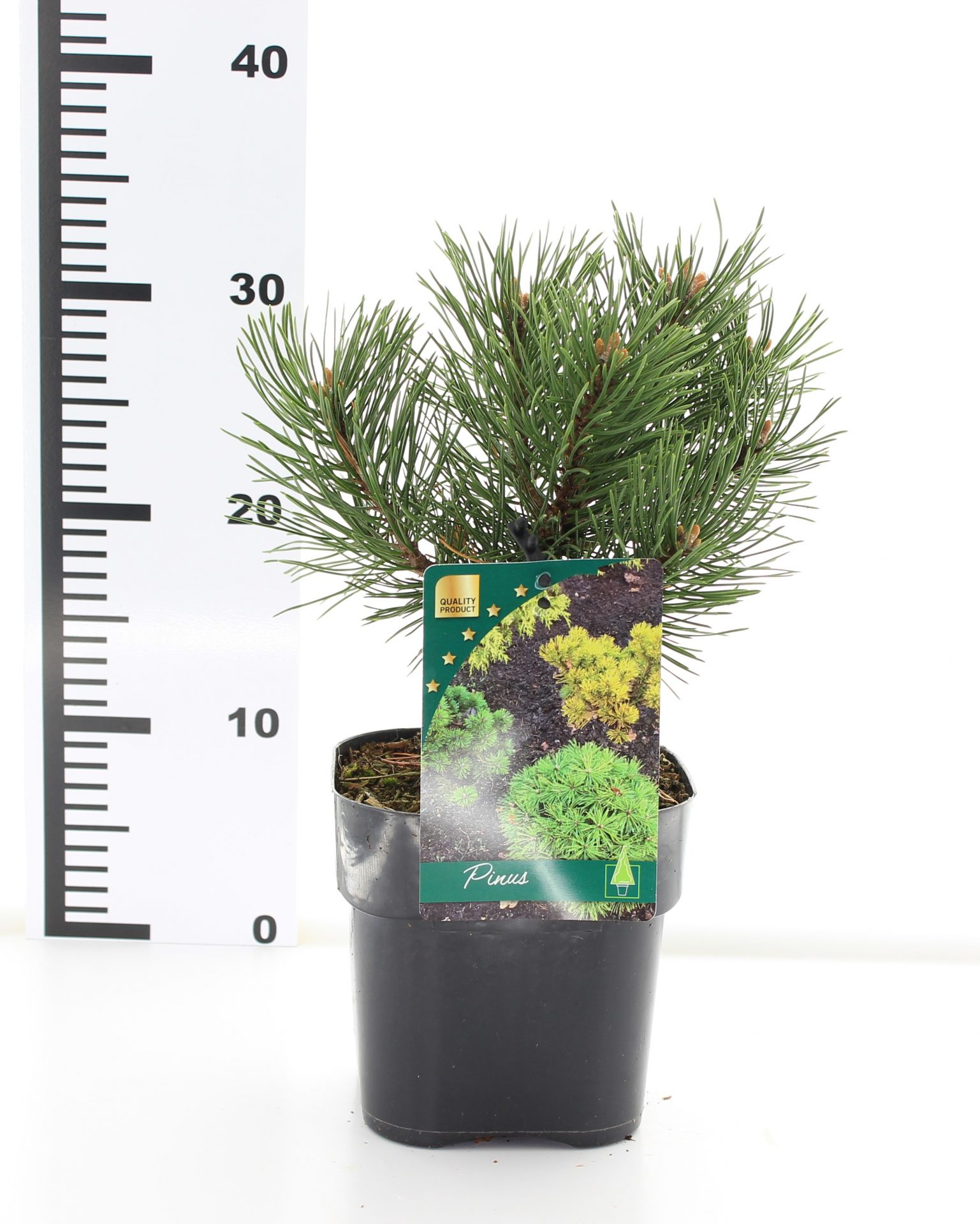 Pinus mugo 'Gnom' - Image 3