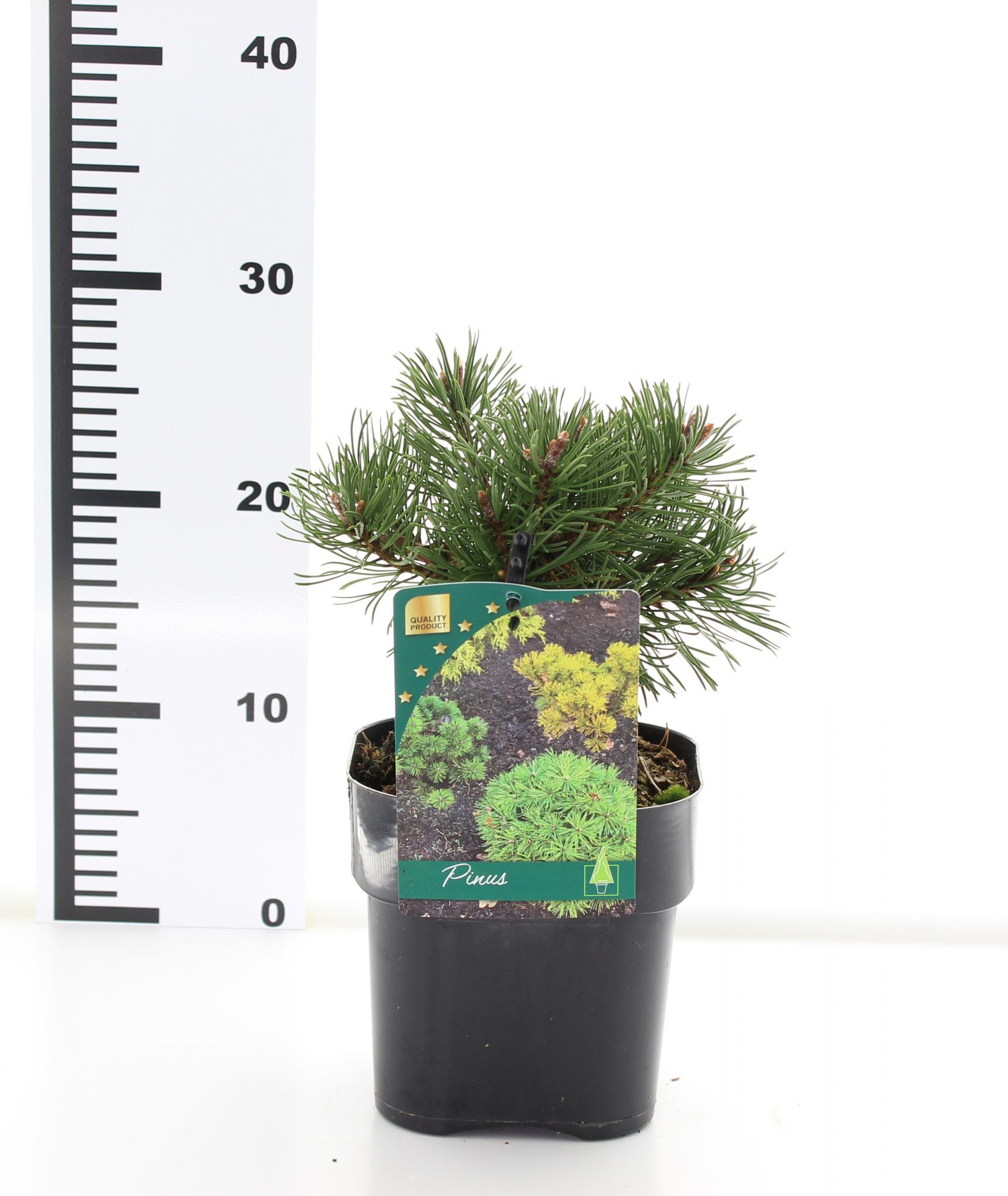 Pinus mugo 'Klostergrun' - Afbeelding 3