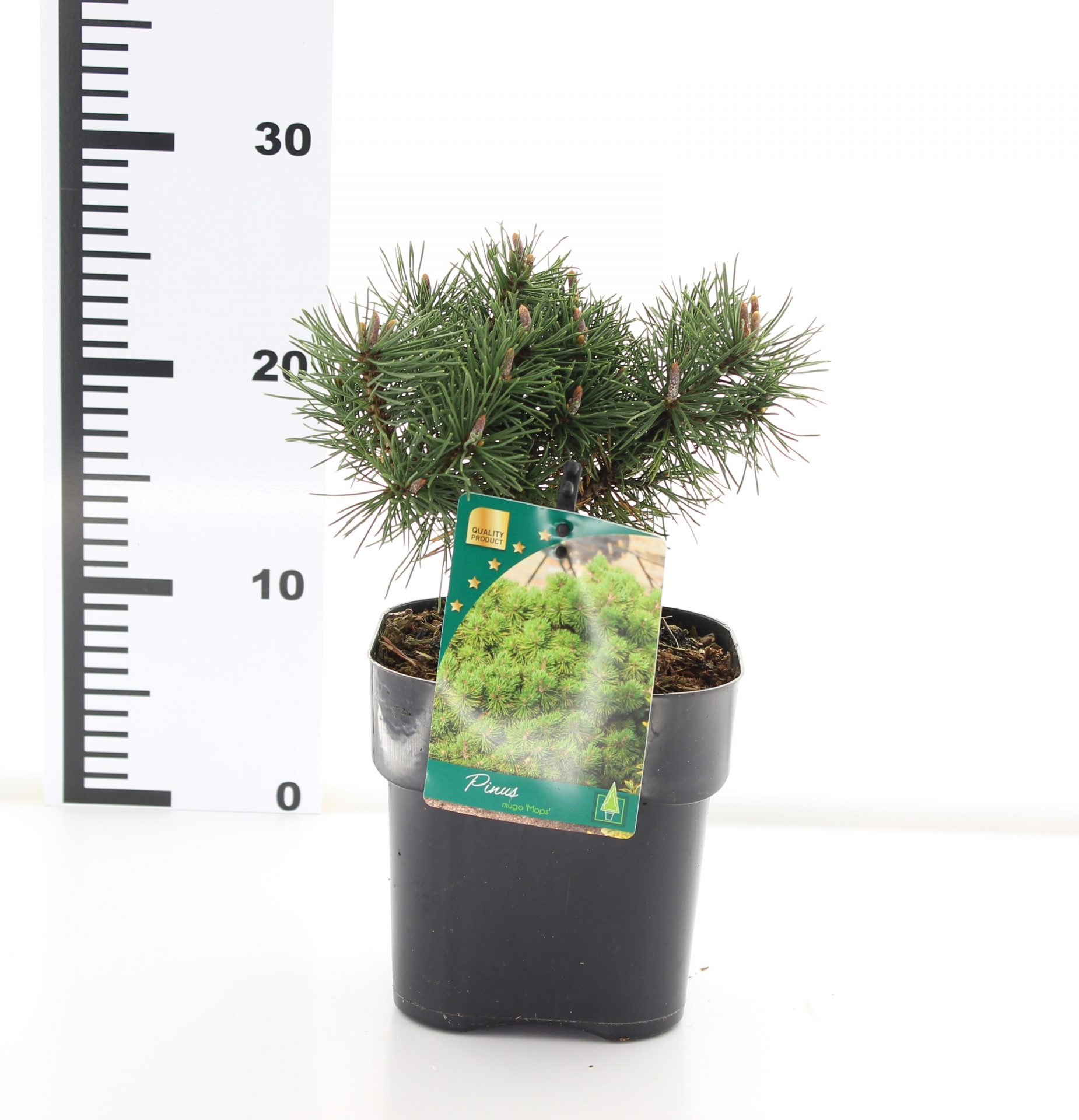 Pinus mugo 'Mops' - Afbeelding 3