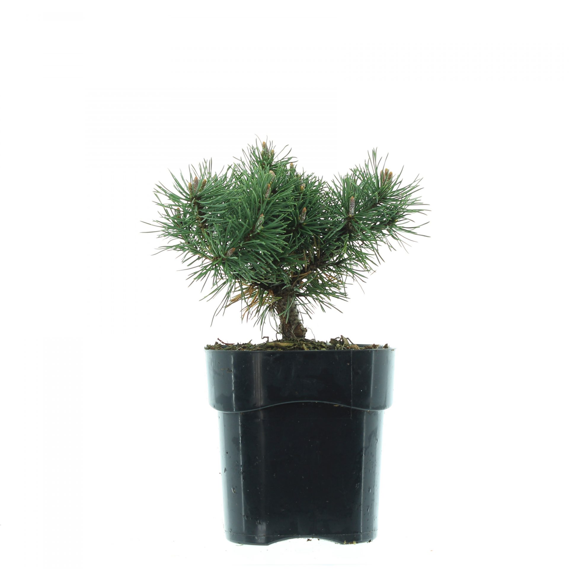 Pinus mugo 'Mops' - Afbeelding 2