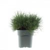 Pinus mugo mughus - Image 2