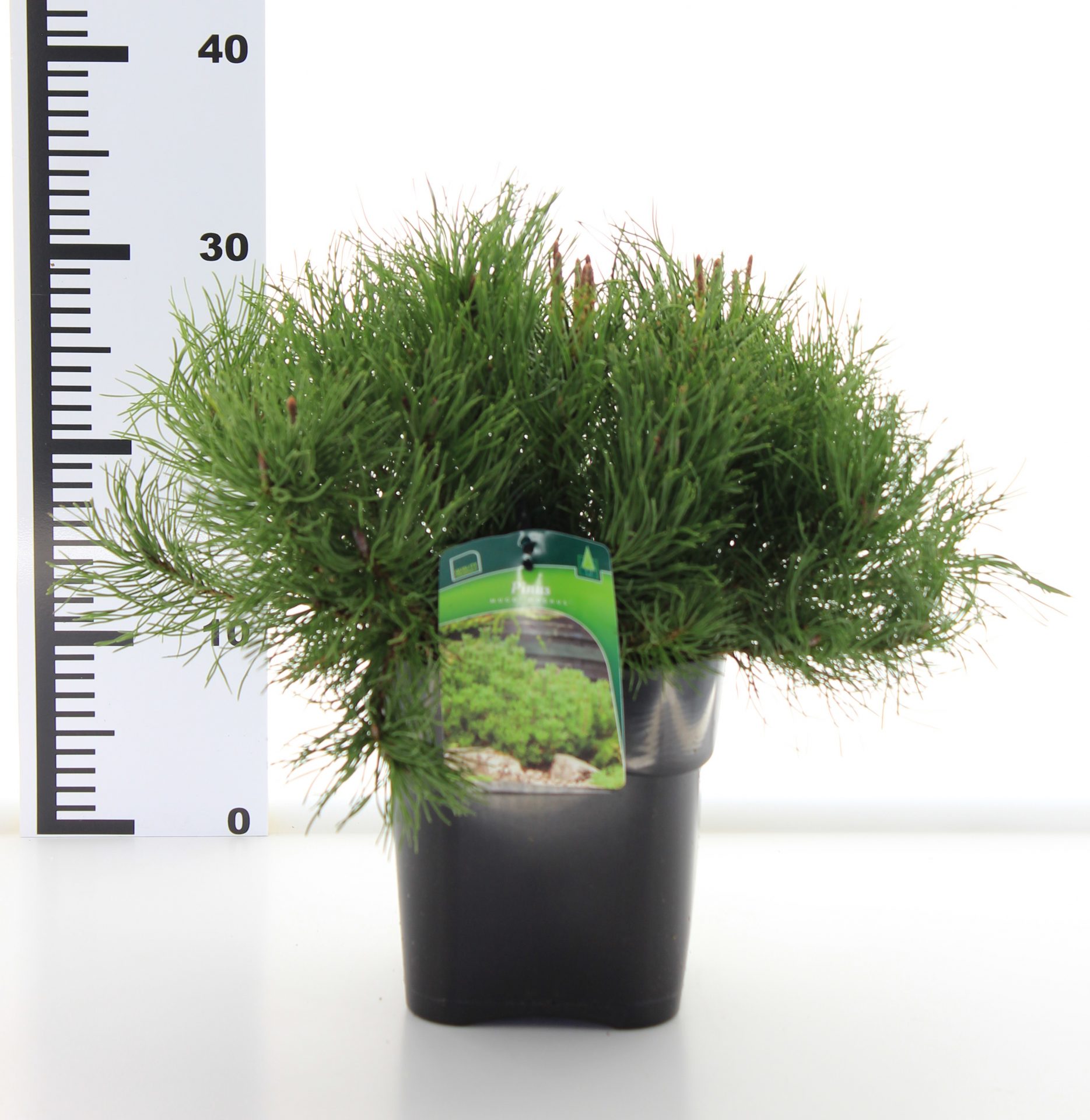 Pinus mugo mughus - Image 3