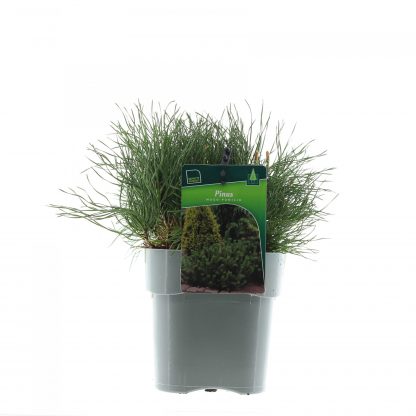 Pinus mugo pumilio
