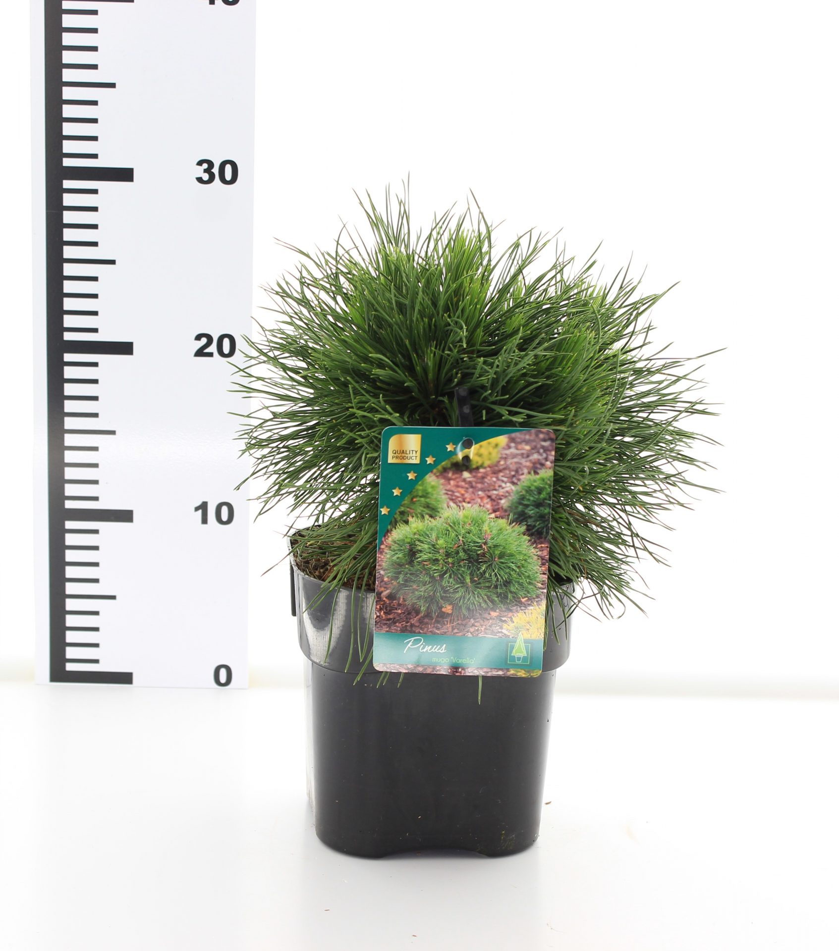 Pinus mugo 'Varella' - Afbeelding 3