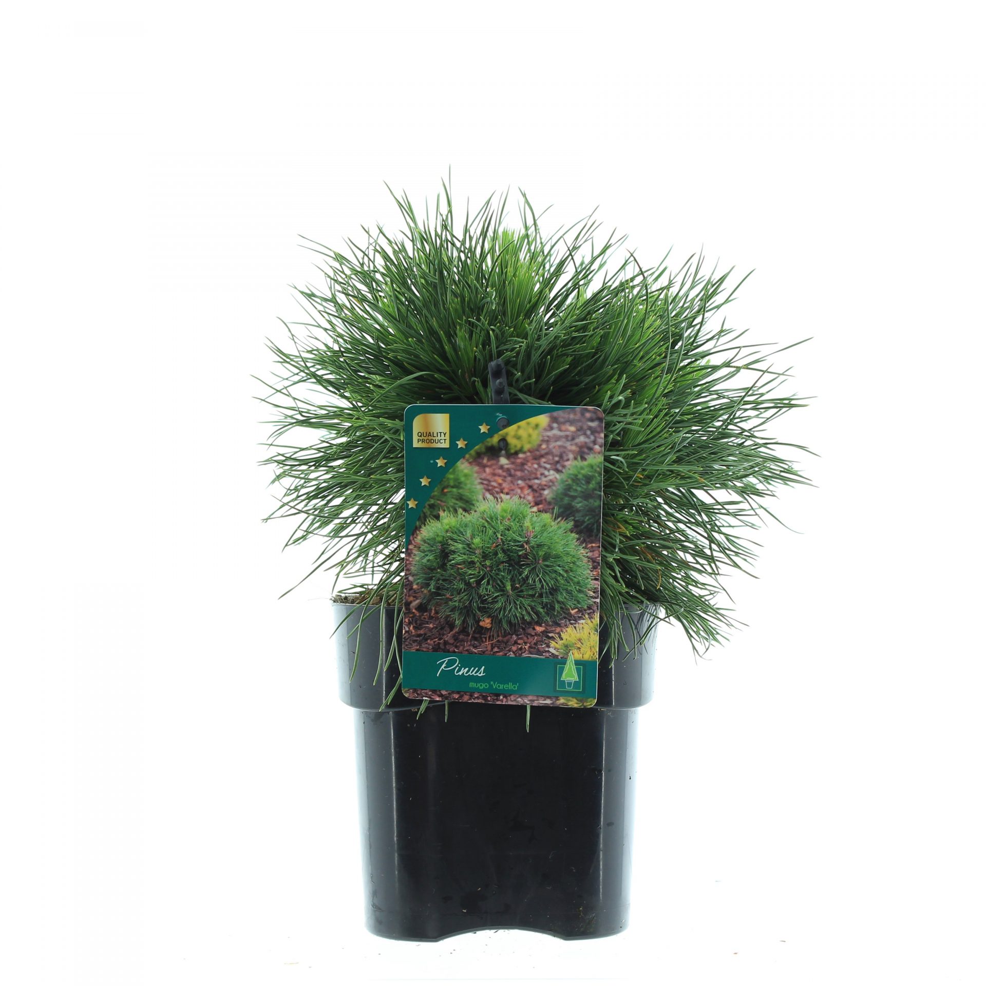 Pinus mugo 'Varella'