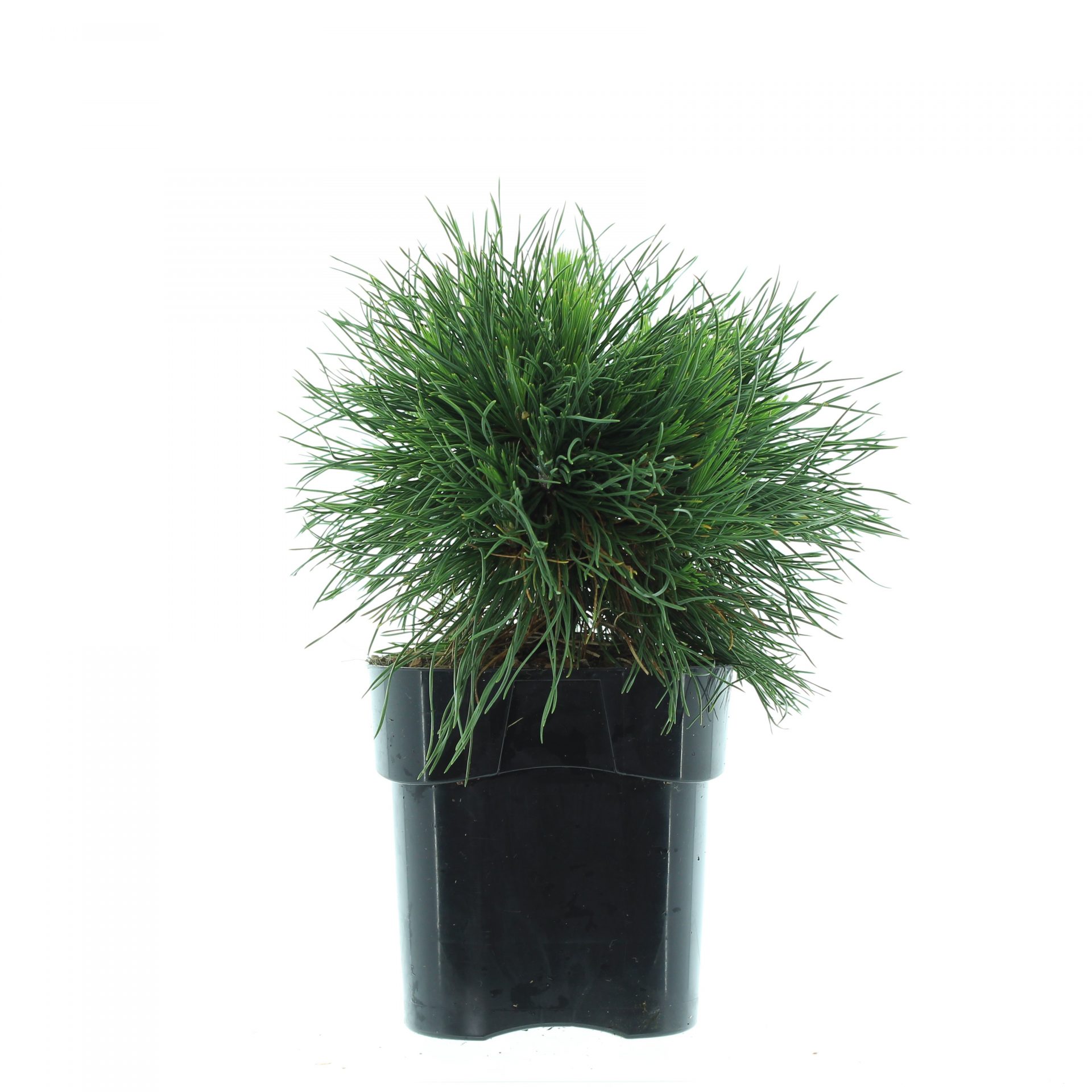 Pinus mugo 'Varella' - Afbeelding 2