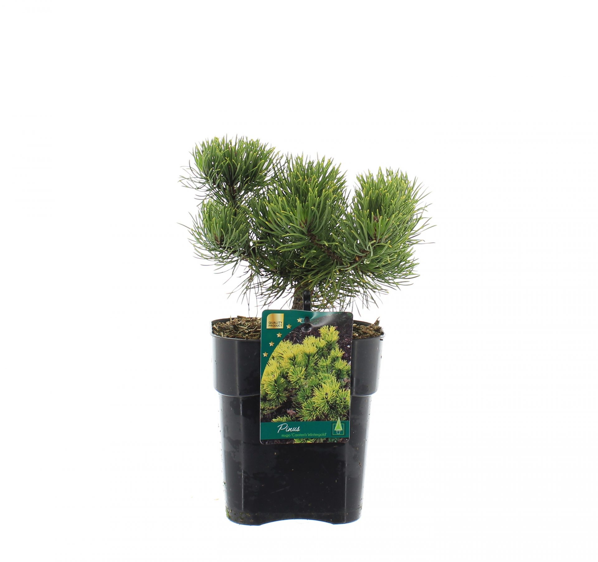Pinus mugo 'Carsten's Wintergold'