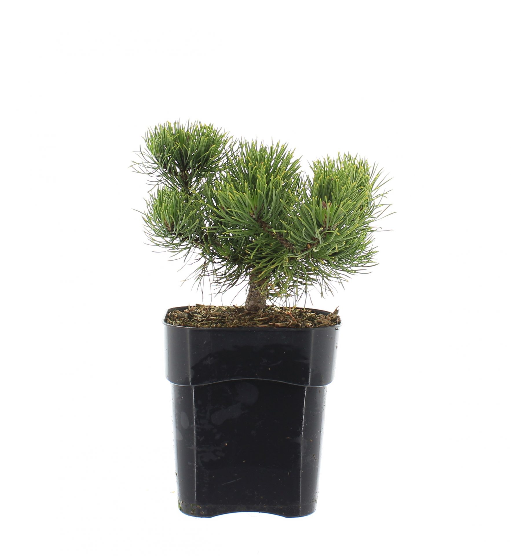 Pinus mugo 'Carsten's Wintergold' - Afbeelding 2