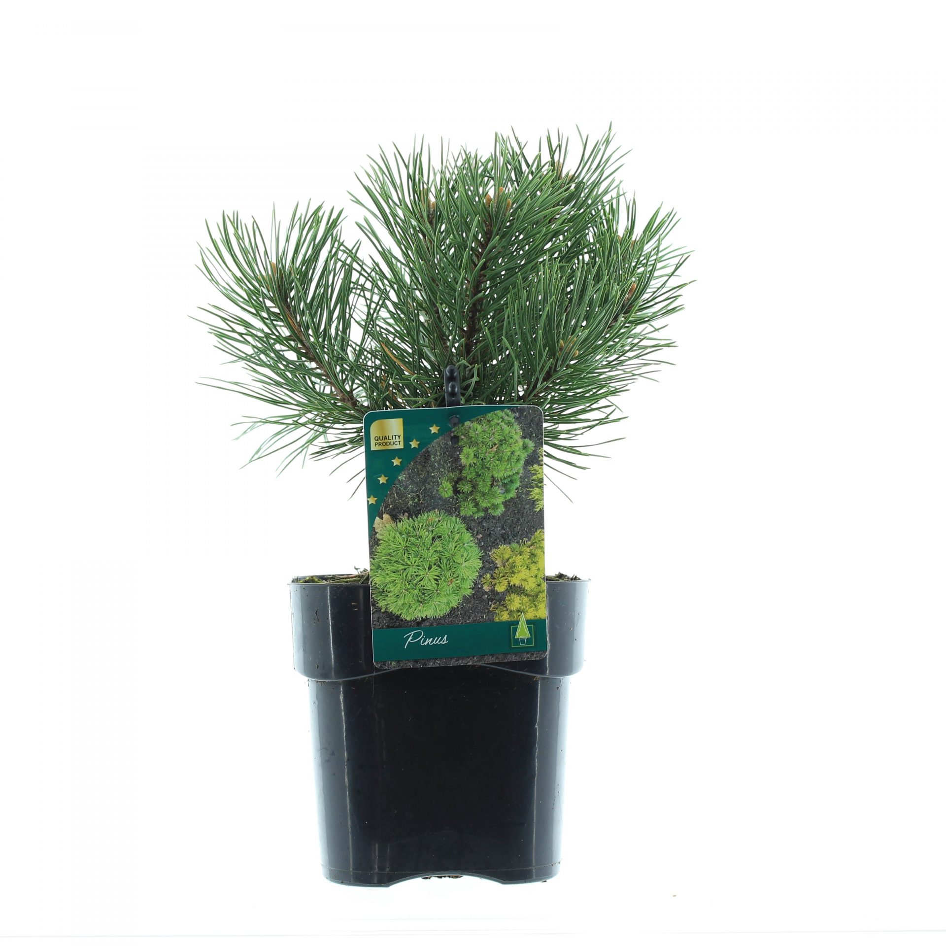 Pinus mugo 'Gnom'