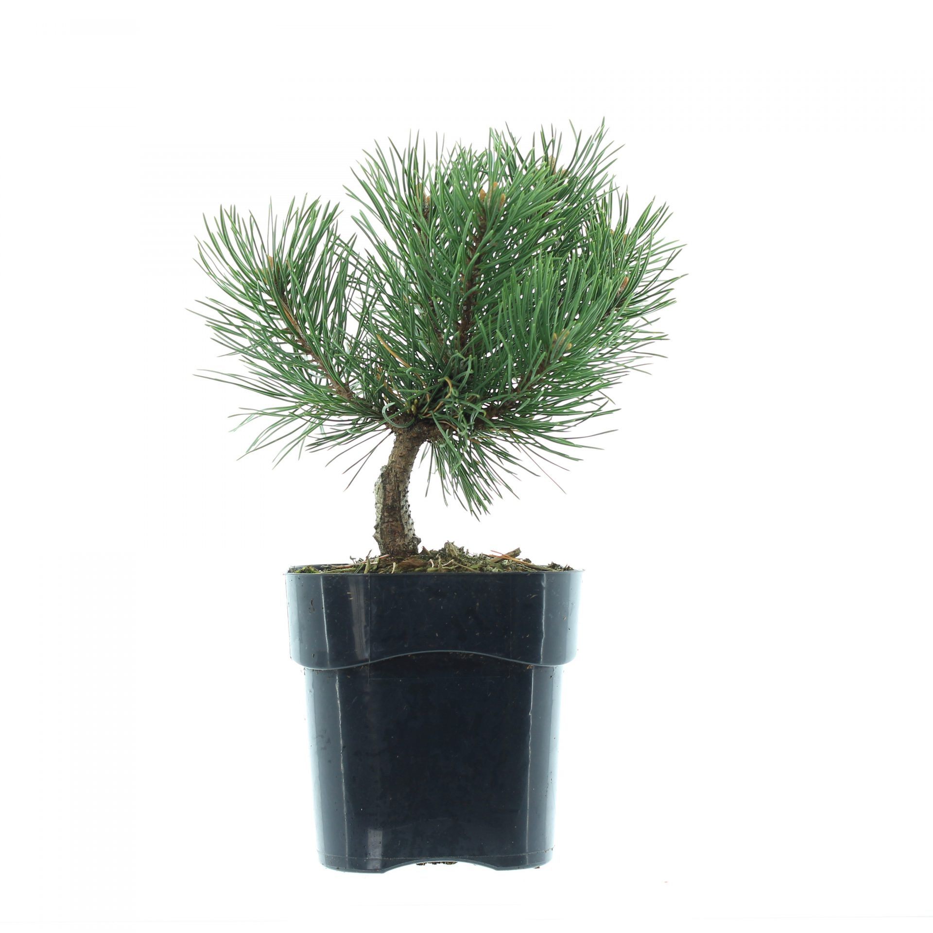 Pinus mugo 'Gnom' - Image 2