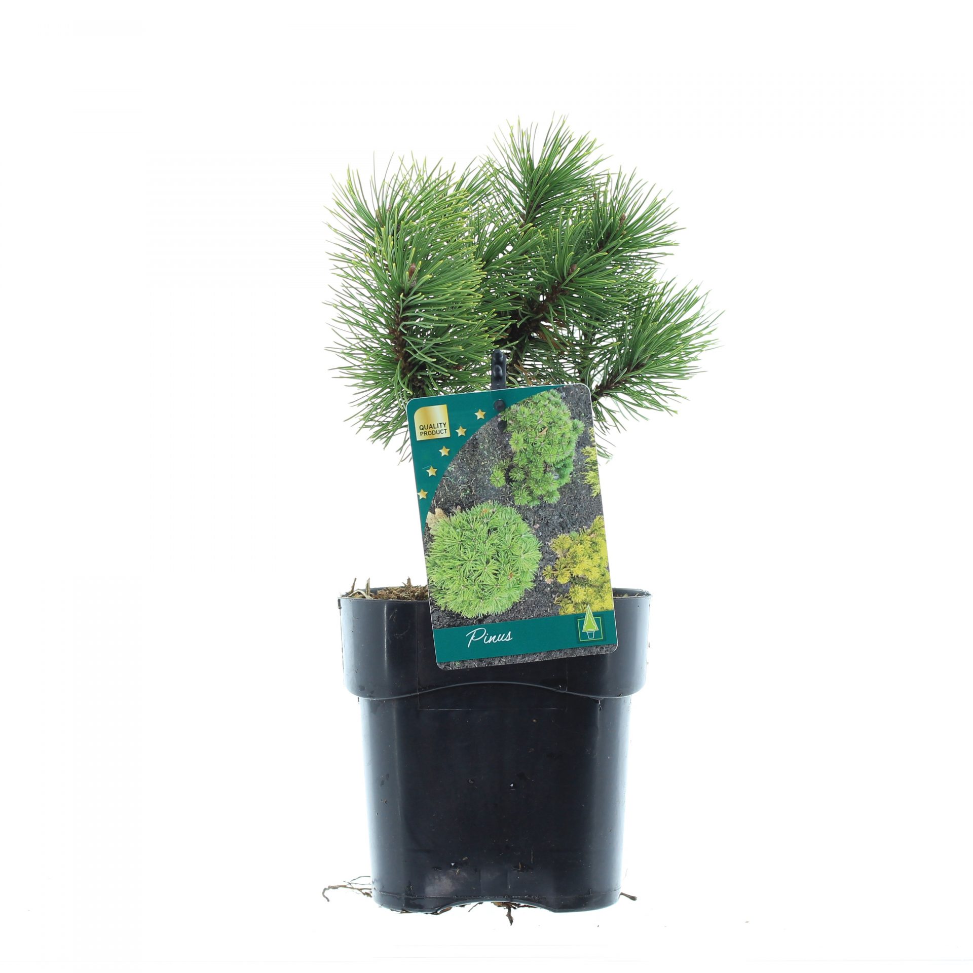 Pinus mugo 'Klostergrun'