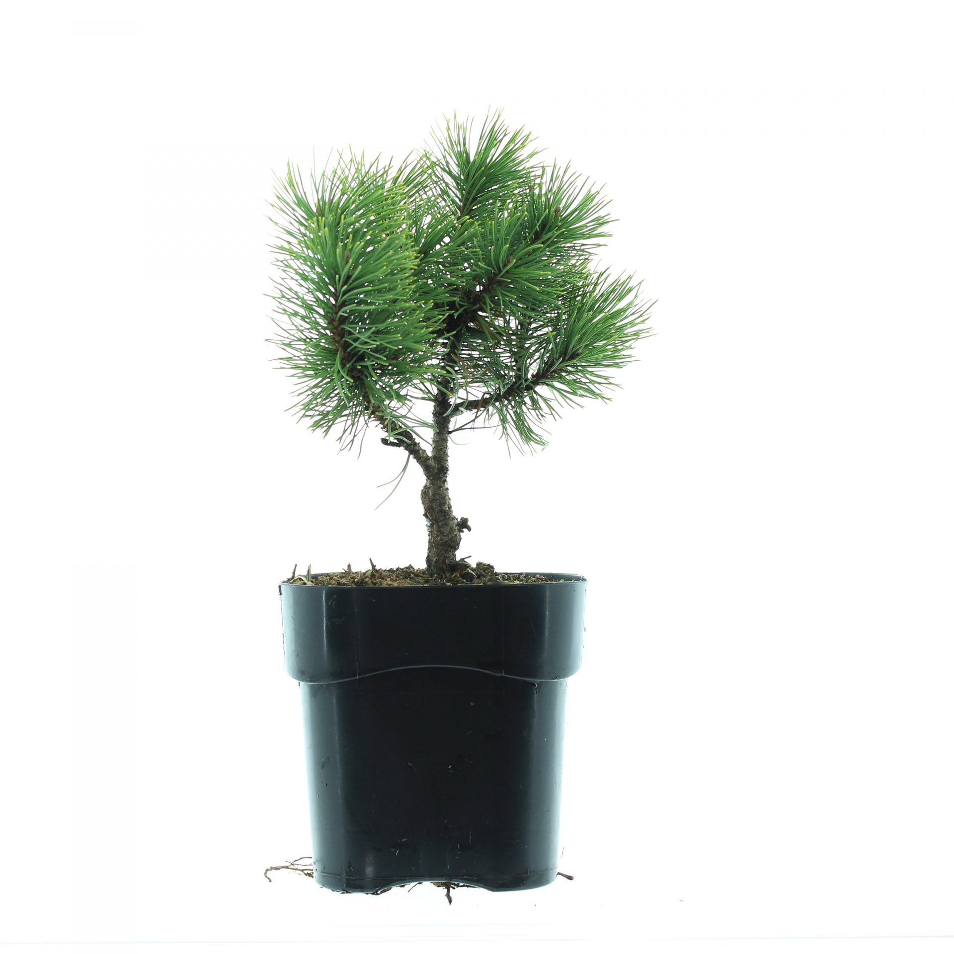 Pinus mugo 'Klostergrun' - Afbeelding 2