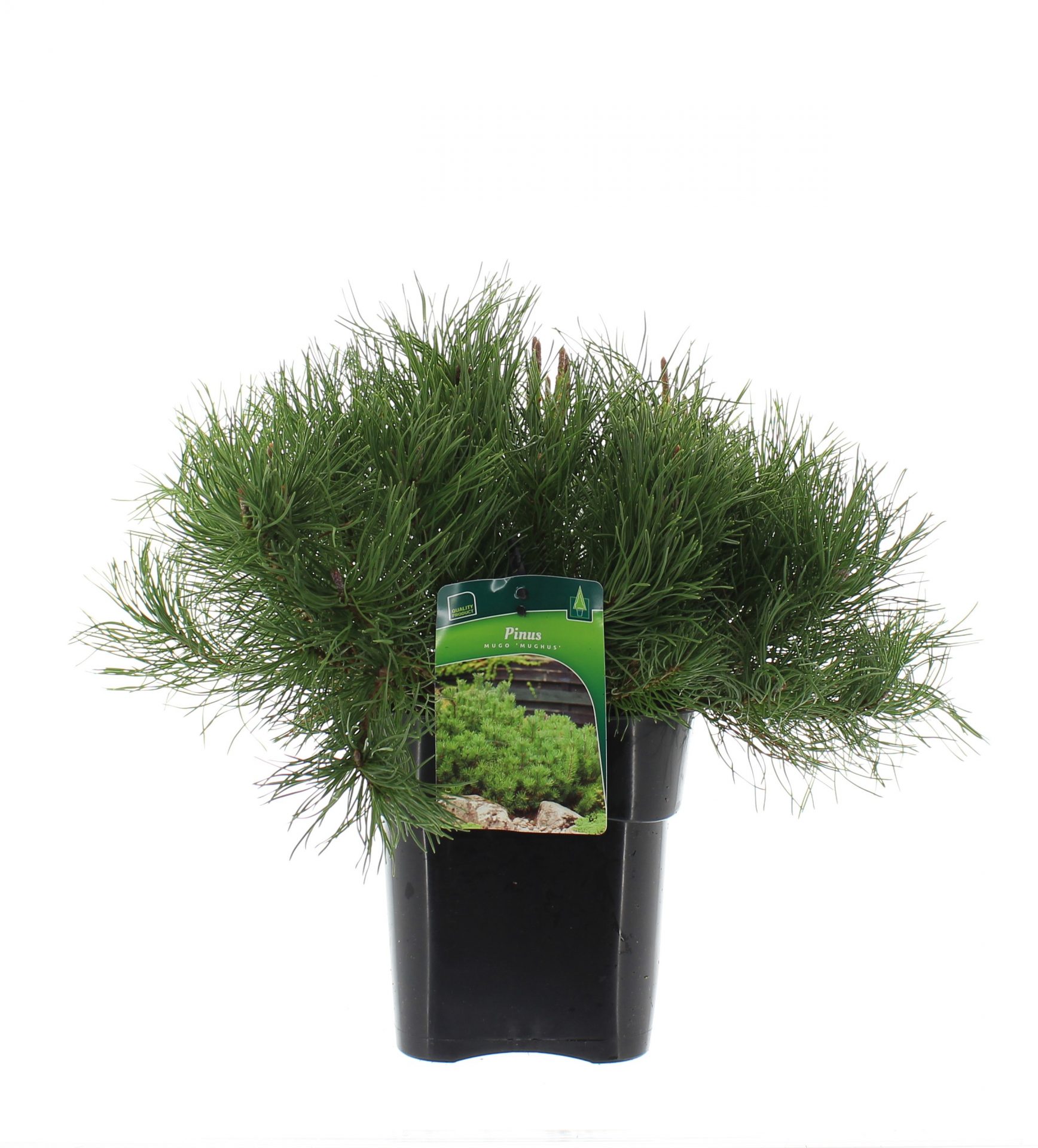 Pinus mugo mughus