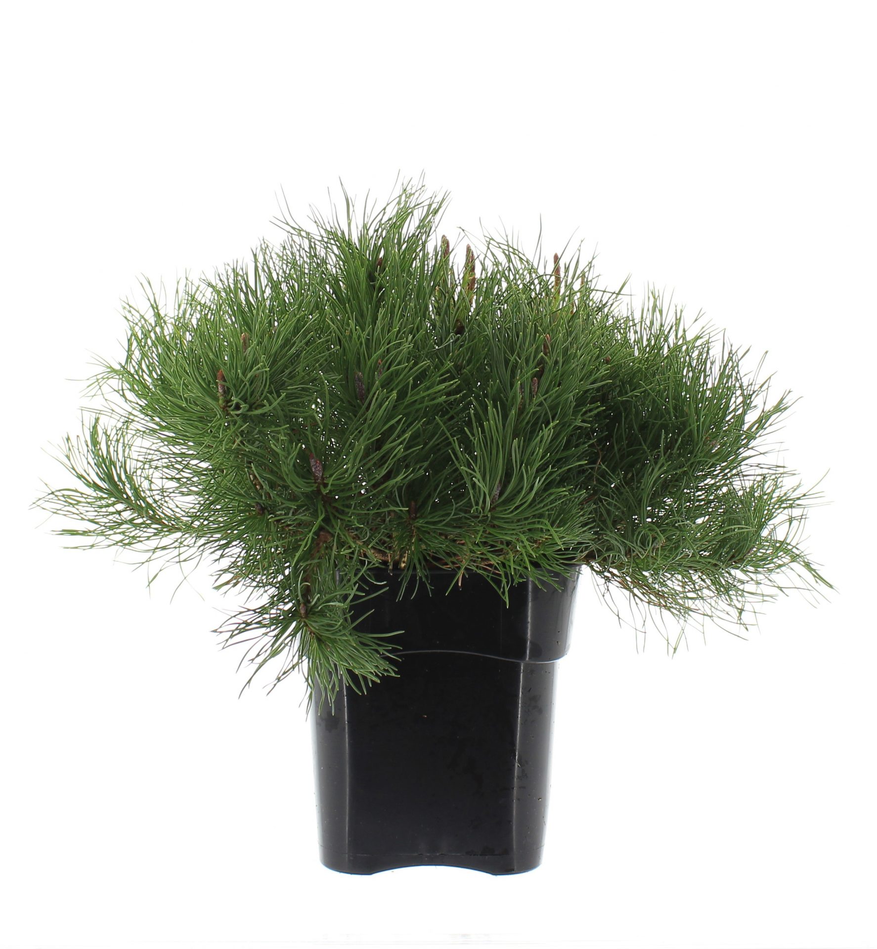 Pinus mugo mughus - Image 2