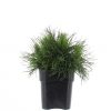 Pinus mugo 'Varella' – Bild 2