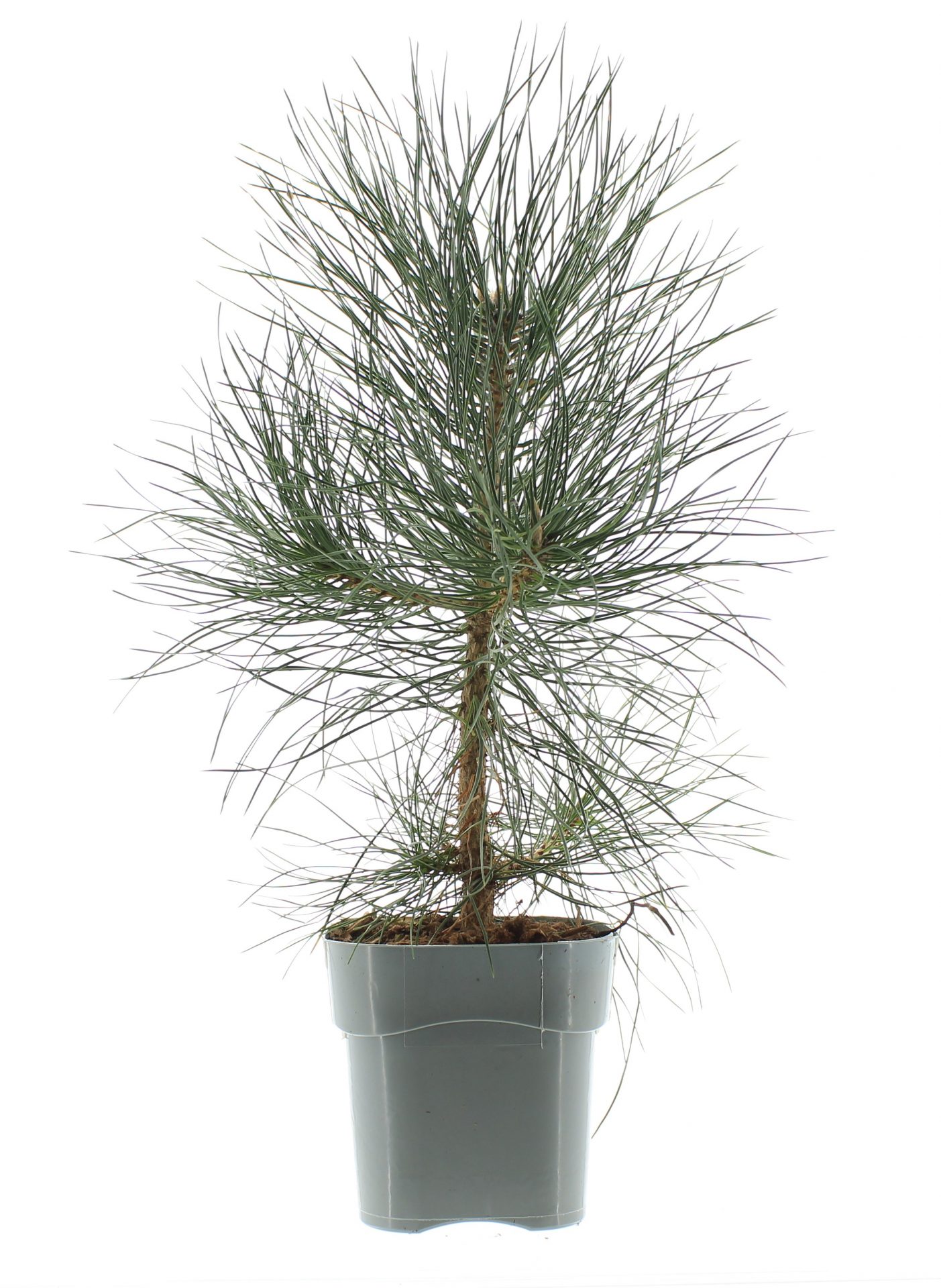 Pinus nigra 'Nigra'