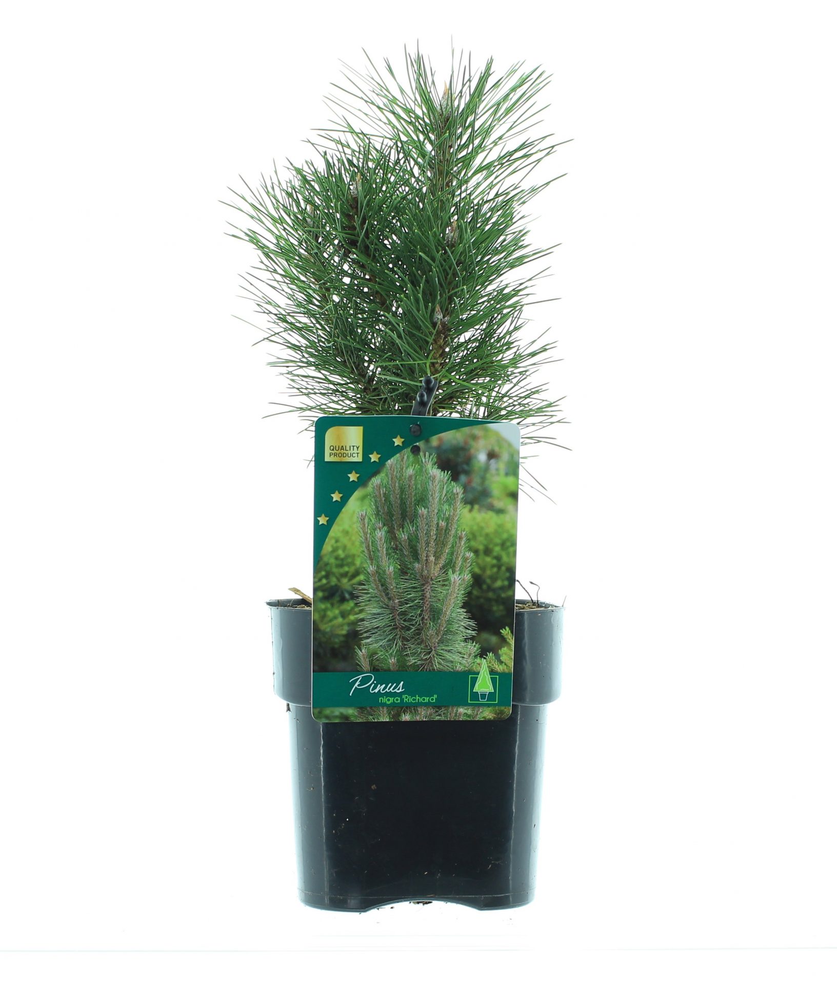 Pinus nigra 'Richard'