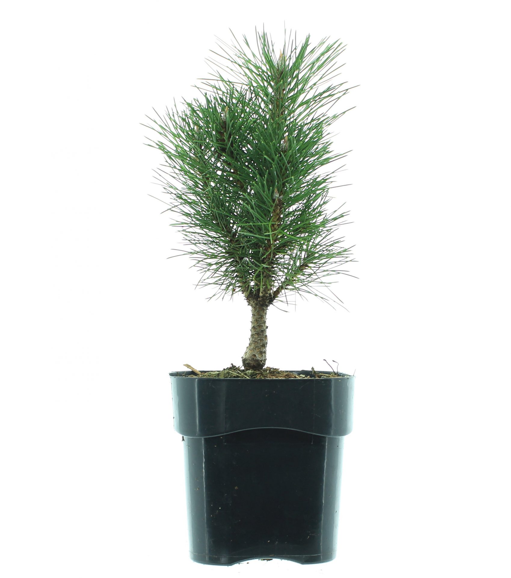 Pinus nigra 'Richard' - Afbeelding 2