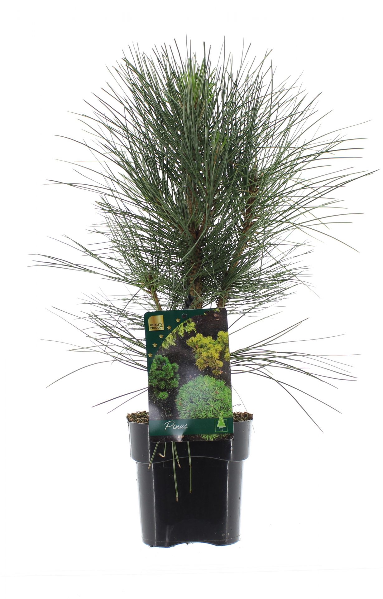 Pinus nigra 'Green Rocket'