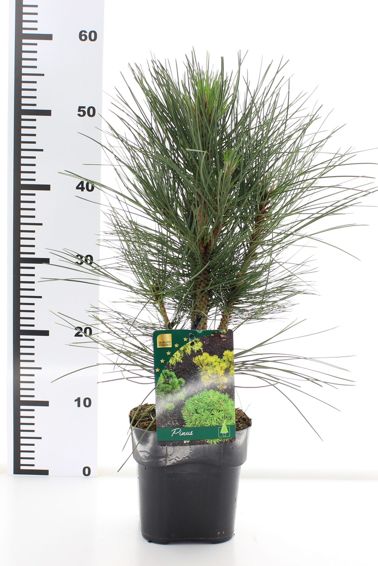 Pinus nigra 'Green Rocket' – Bild 3