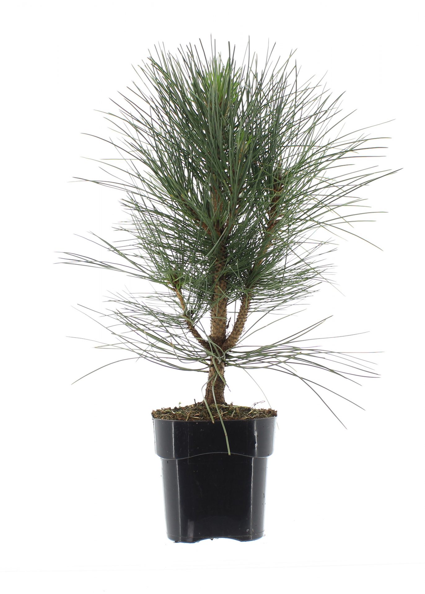 Pinus nigra 'Green Rocket' – Bild 2