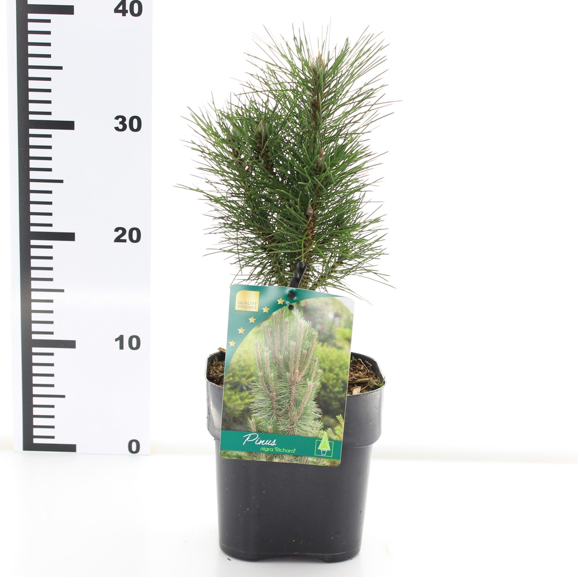 Pinus nigra 'Richard' - Afbeelding 3