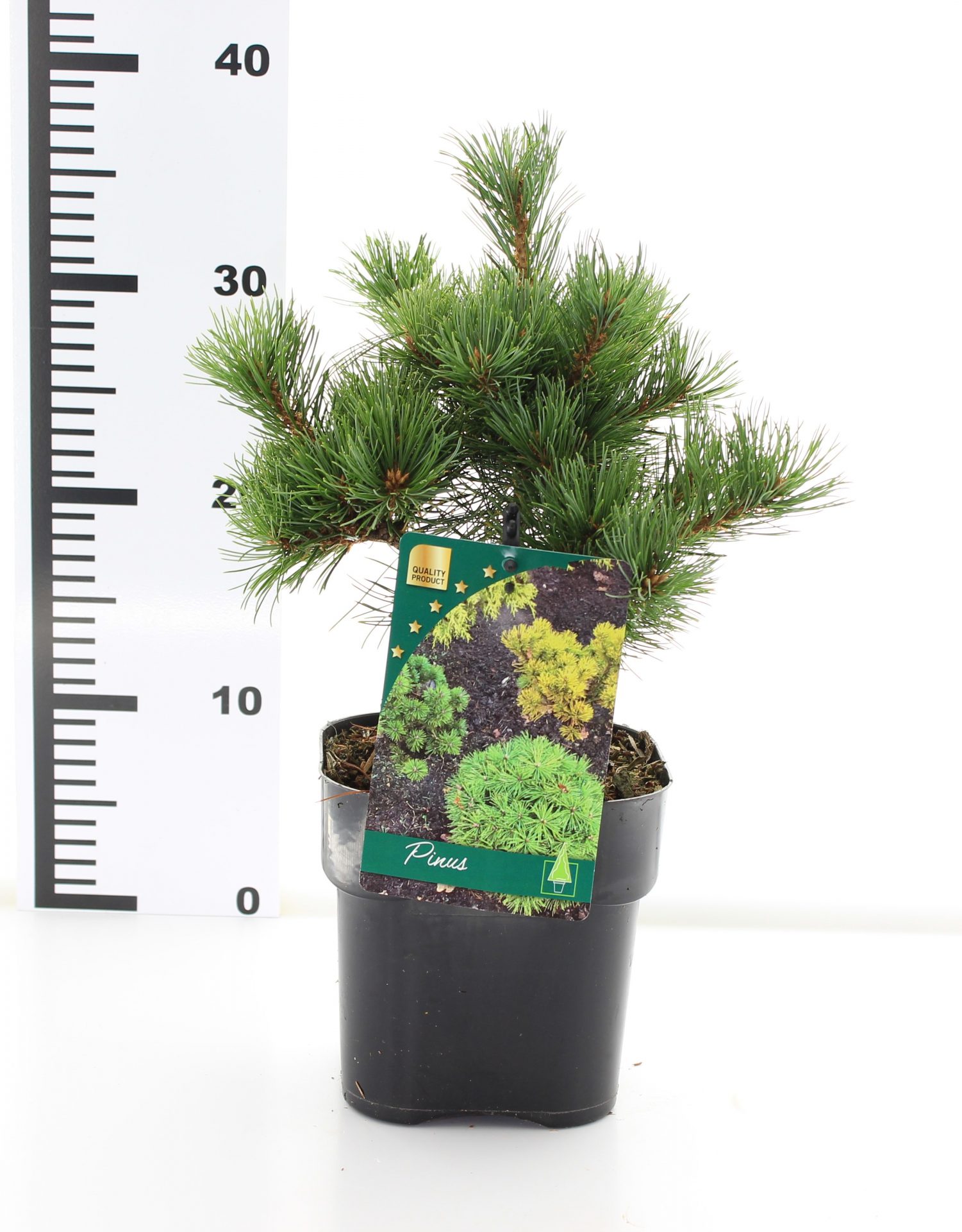 Pinus parv. 'Iona' - Afbeelding 2
