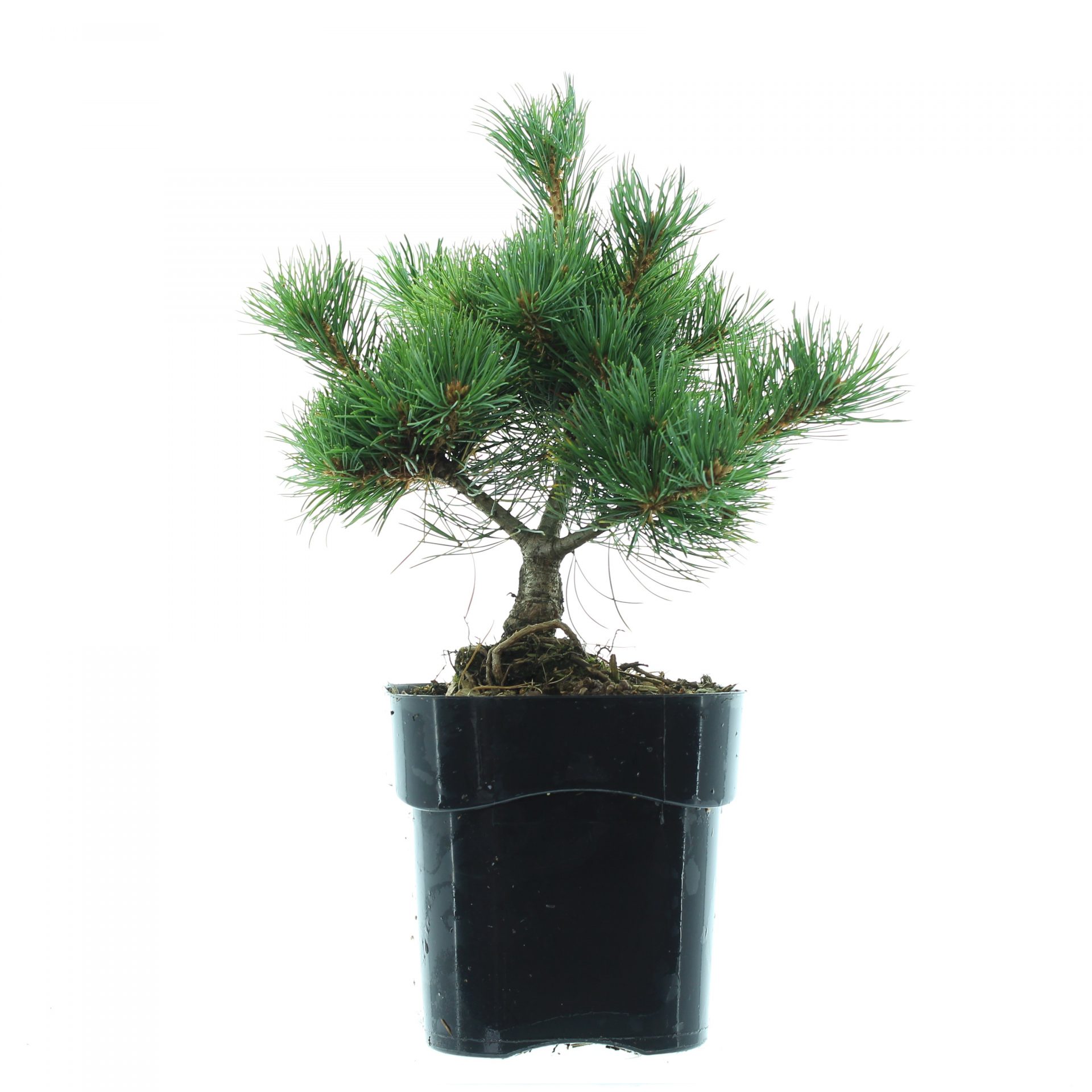 Pinus parv. 'Iona'