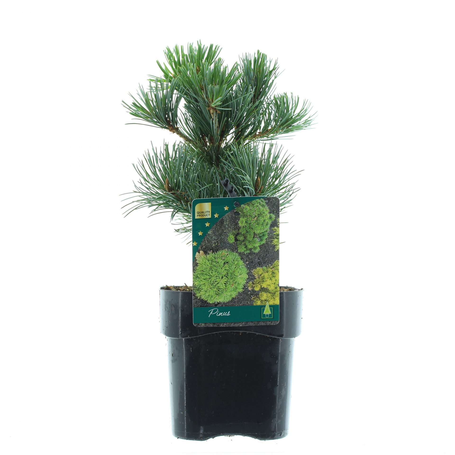 Pinus parv. 'Negish'