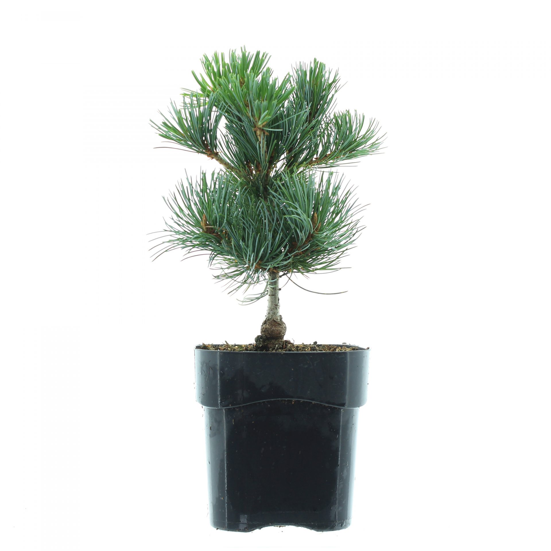 Pinus parv. 'Negish' - Afbeelding 2