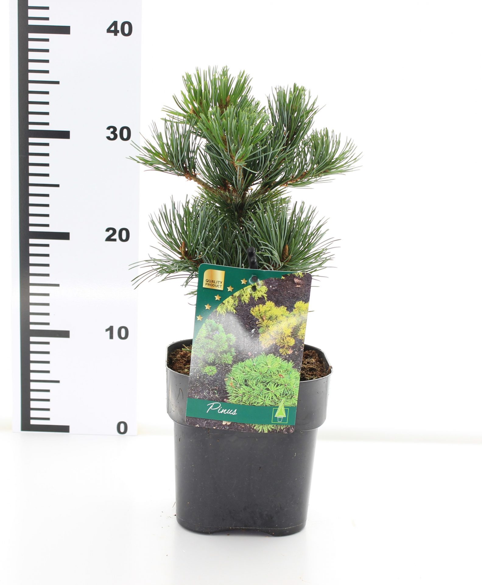 Pinus parv. 'Negish' - Afbeelding 3