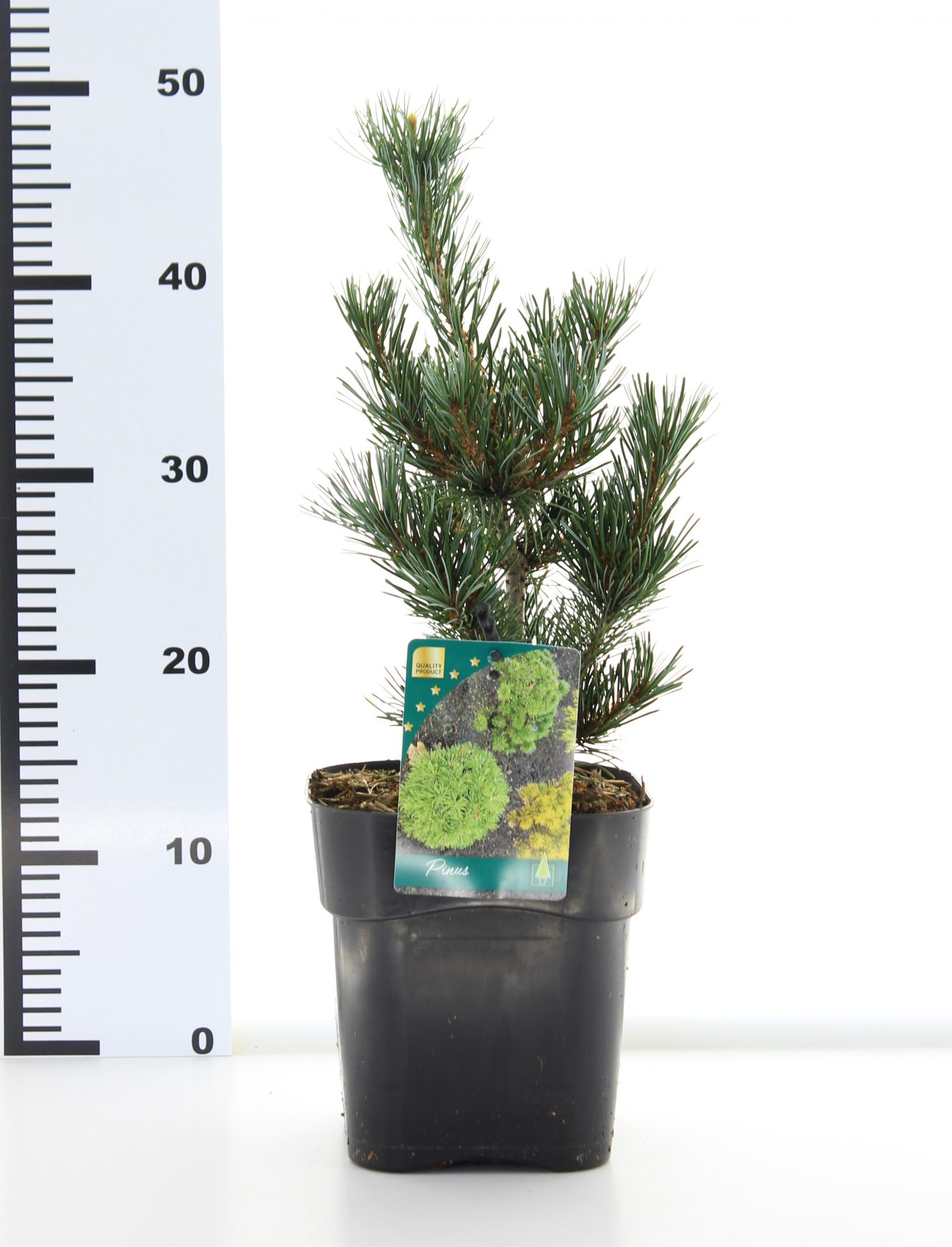 Pinus par 'Negishi' - Afbeelding 3