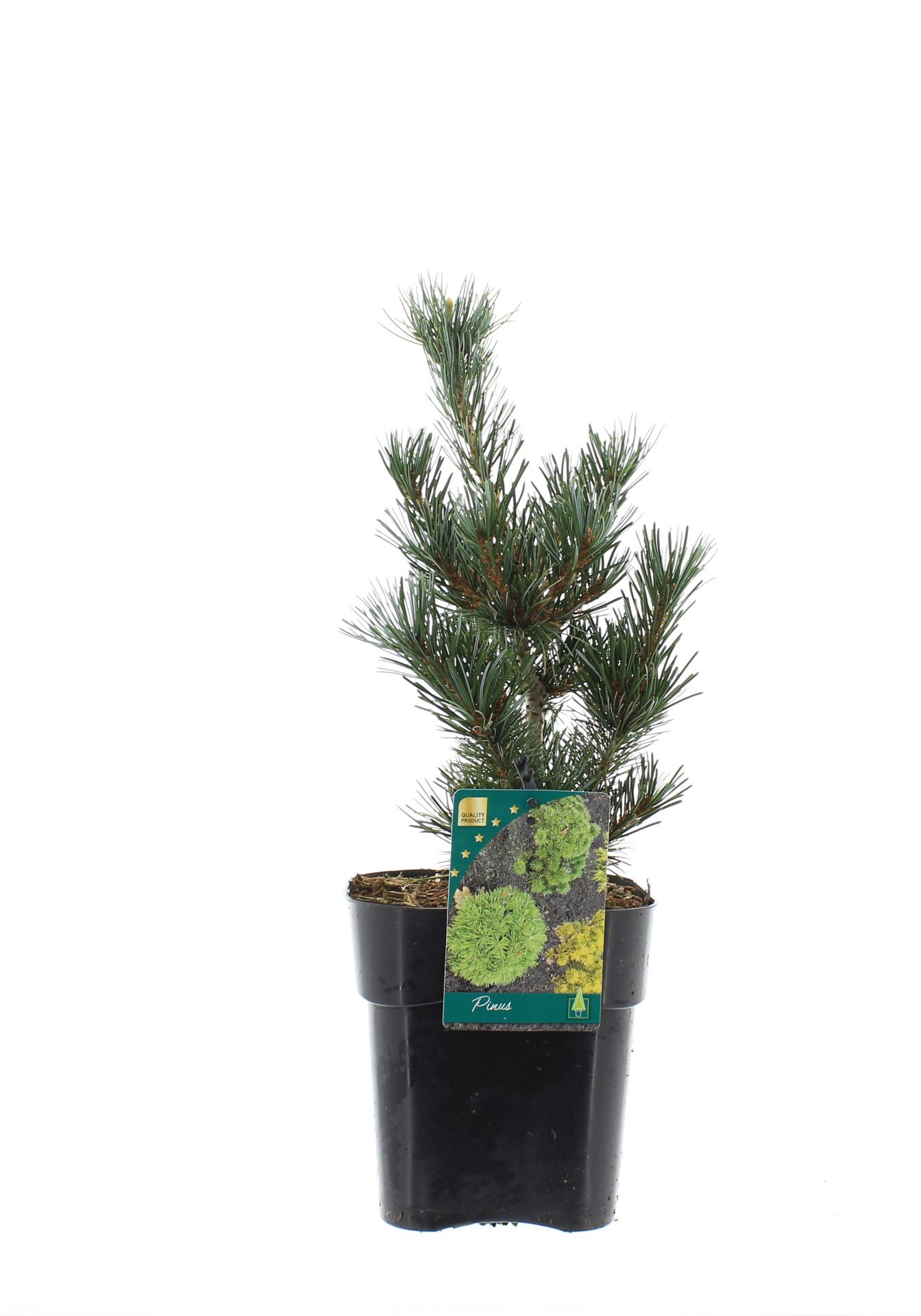 Pinus par 'Negishi'