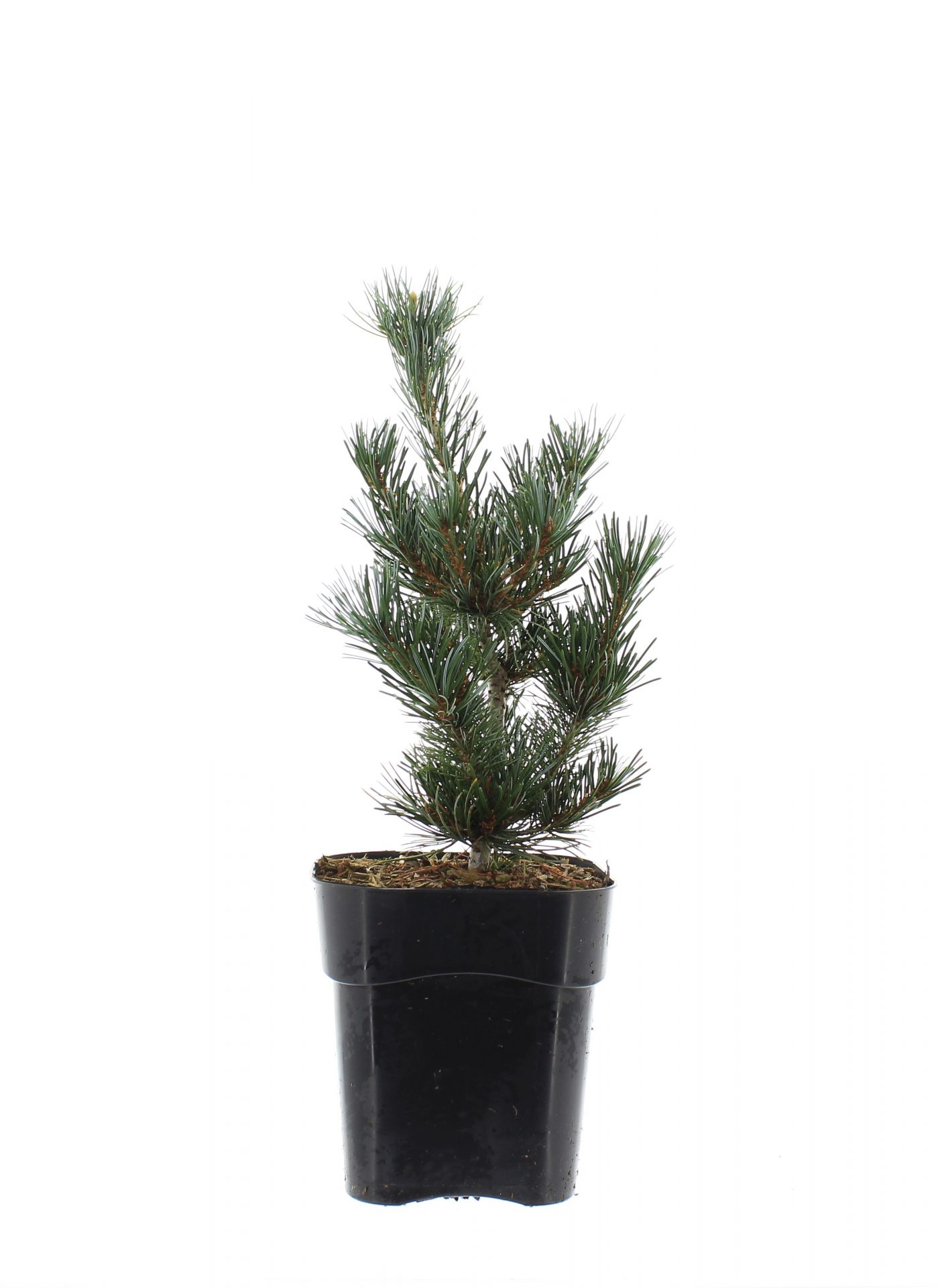 Pinus par 'Negishi' - Afbeelding 2