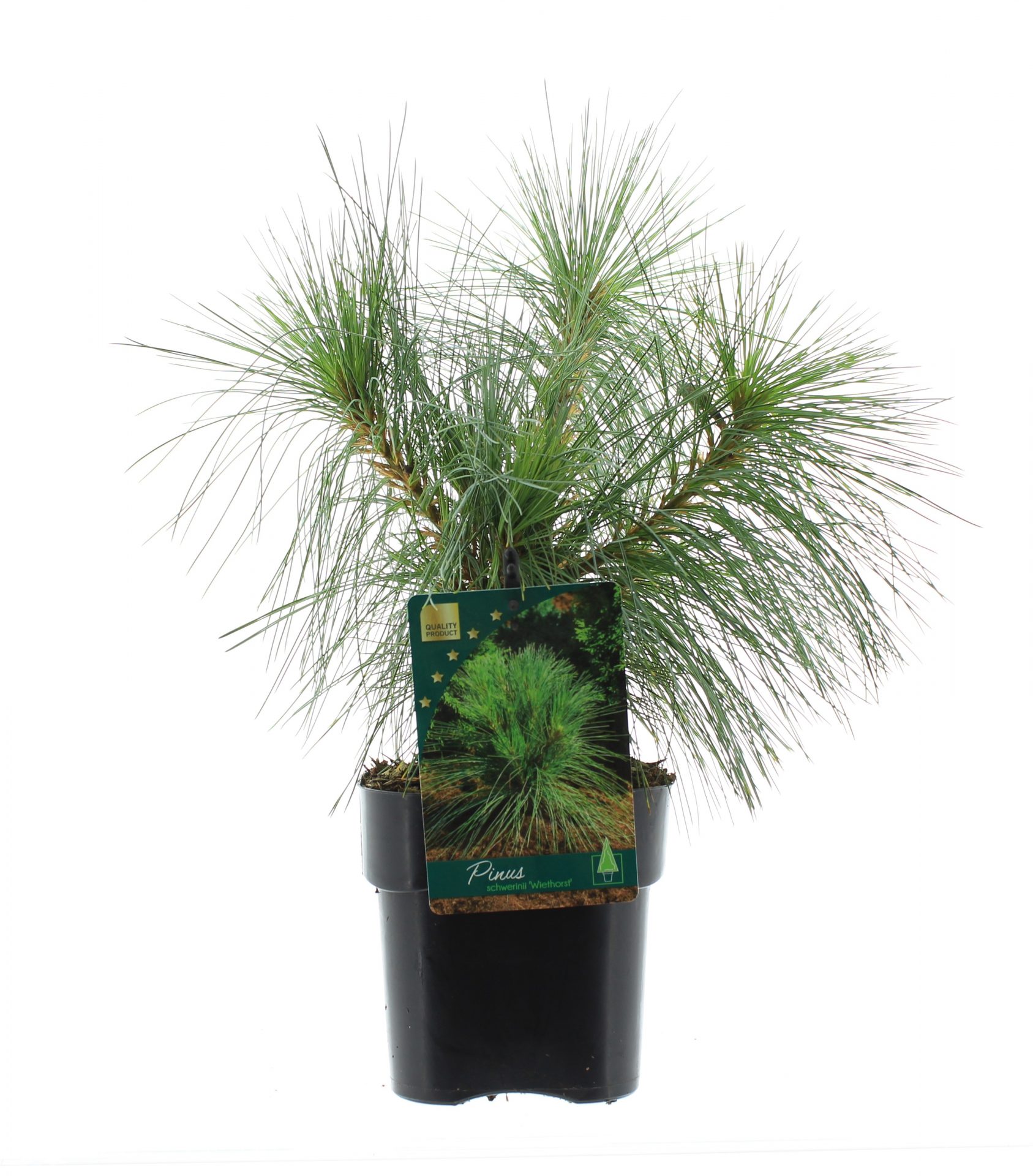 Pinus schwerinii 'Wiethorst'