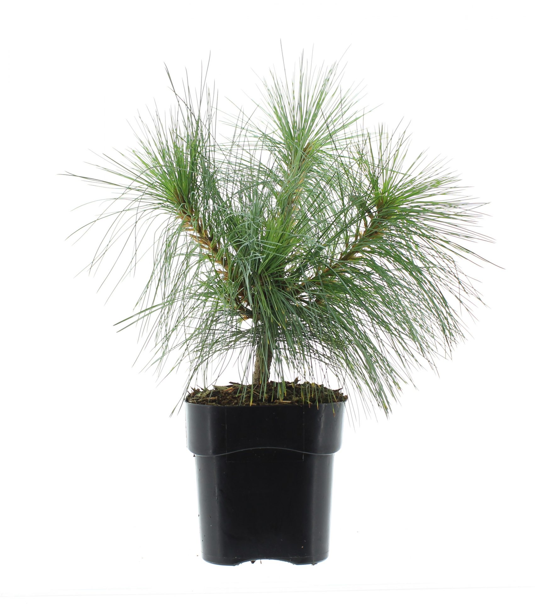 Pinus schwerinii 'Wiethorst' - Afbeelding 2